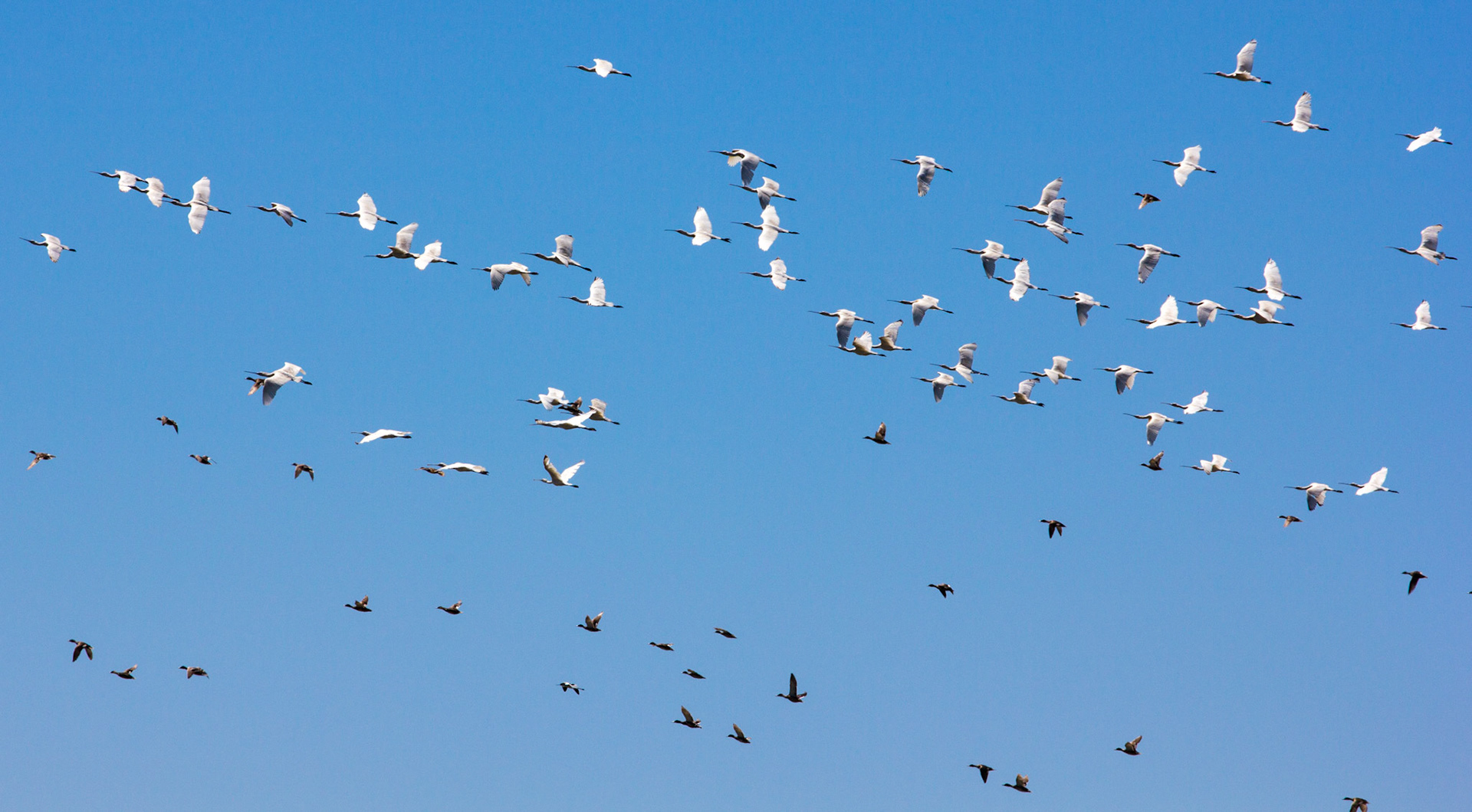 Spoonbills above the salt pans at Vila Real de Santo António - we spooked them and they flew around then landed in much the same spot from which they flew. There were 70 Spoonbills in this flock, plus Mallards.Please see my Photographs of Birds at: http://www.jamespdeans.co.uk/p335071268