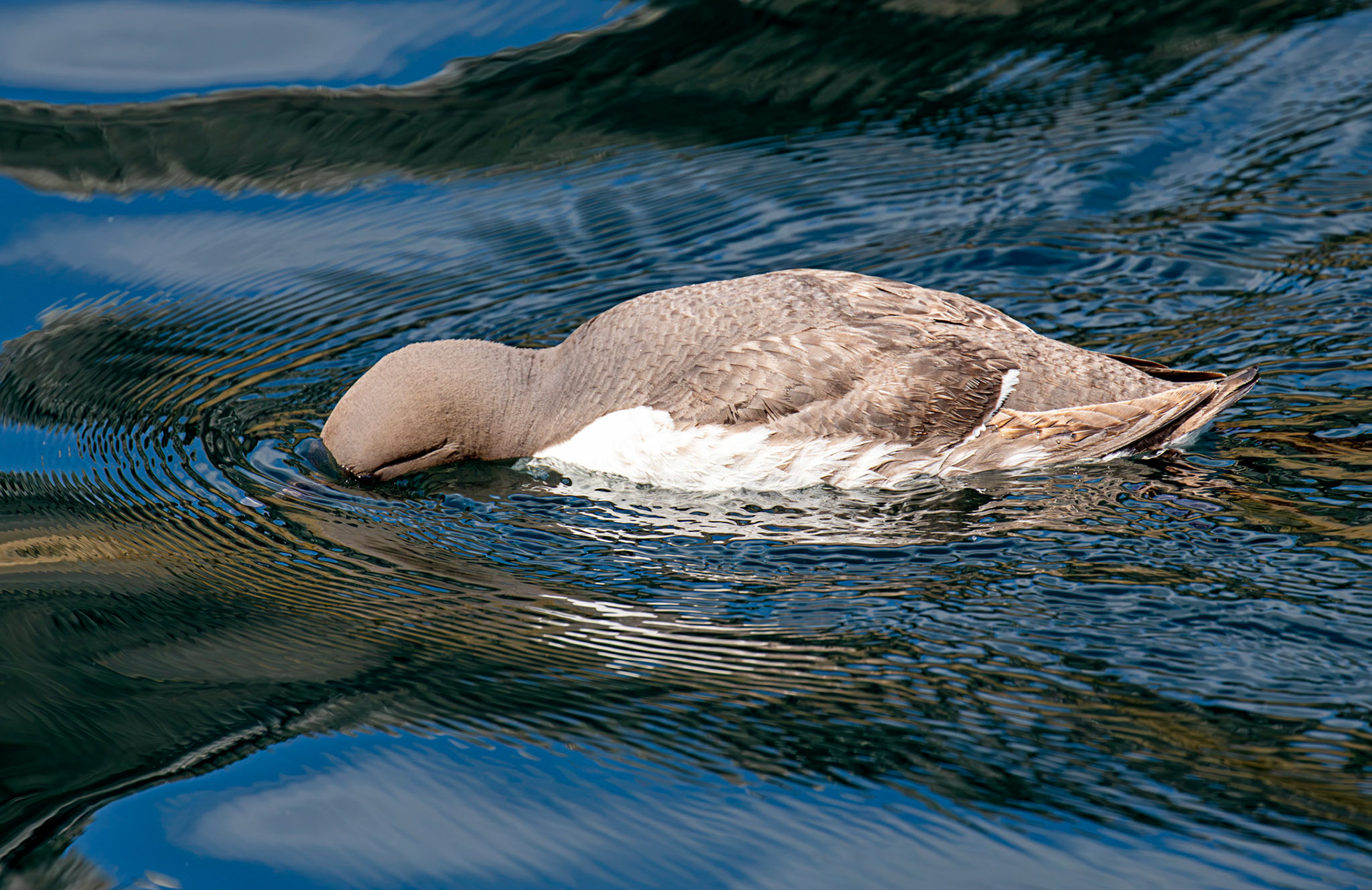 Guillemots - Farne Islands 03 July 2026