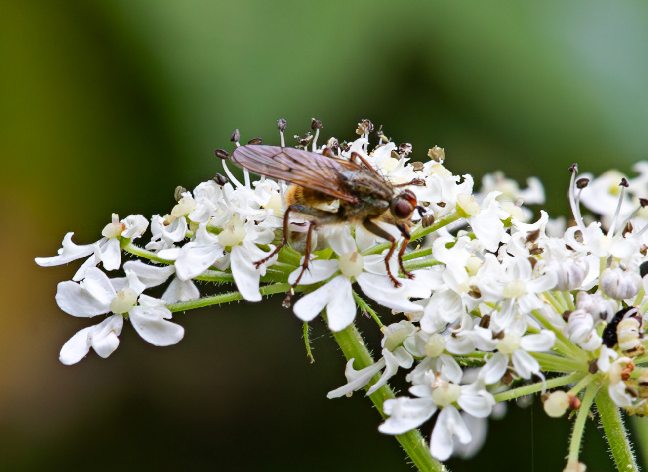 Insects in Livingston 22 July 2024