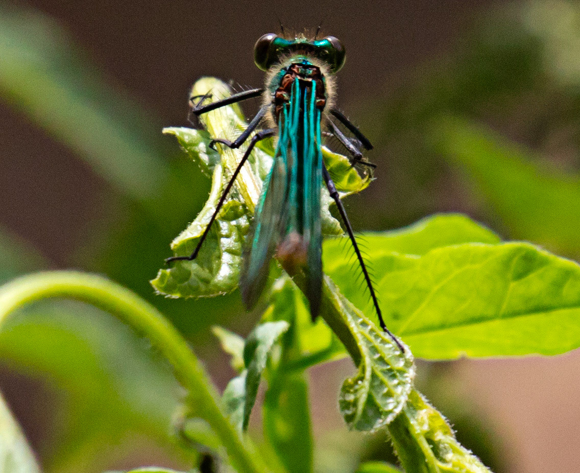 Beautiful Demoiselle (Calopteryx virgo) Walk Thames Path MArlow to Bourne End 06 August 2025