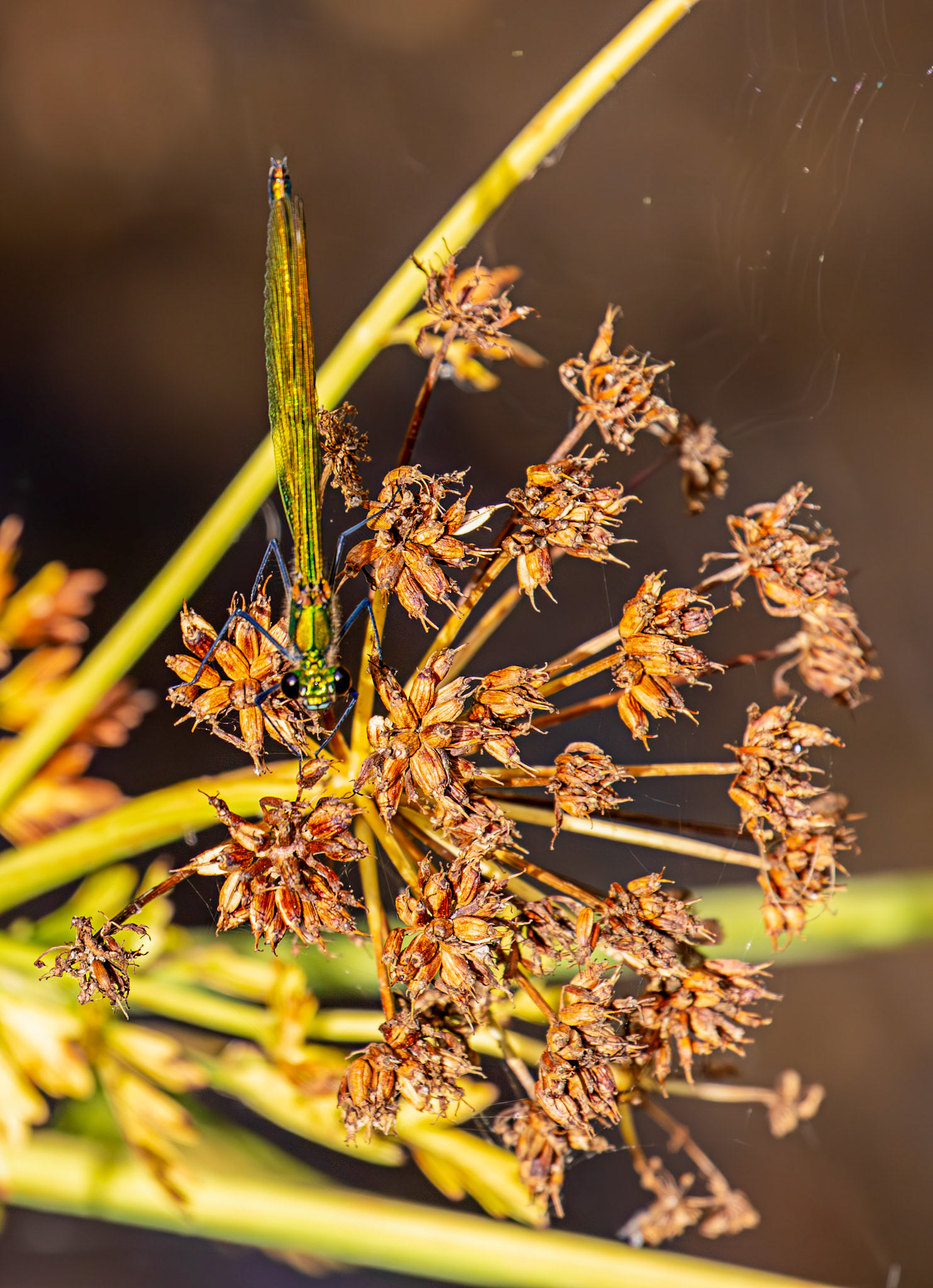 Barge Canal Romsey 26 July 2025