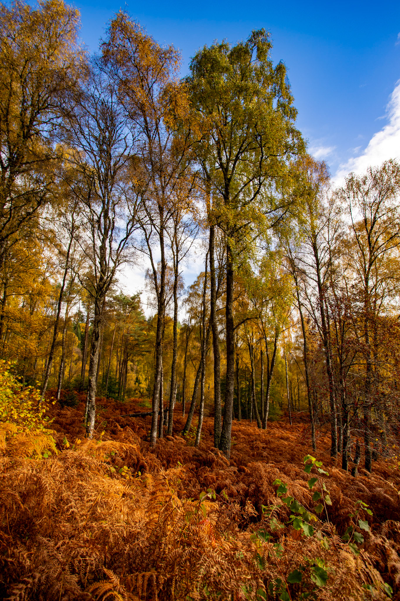 Autumnal Tour around Perthshire 19 October 2024
