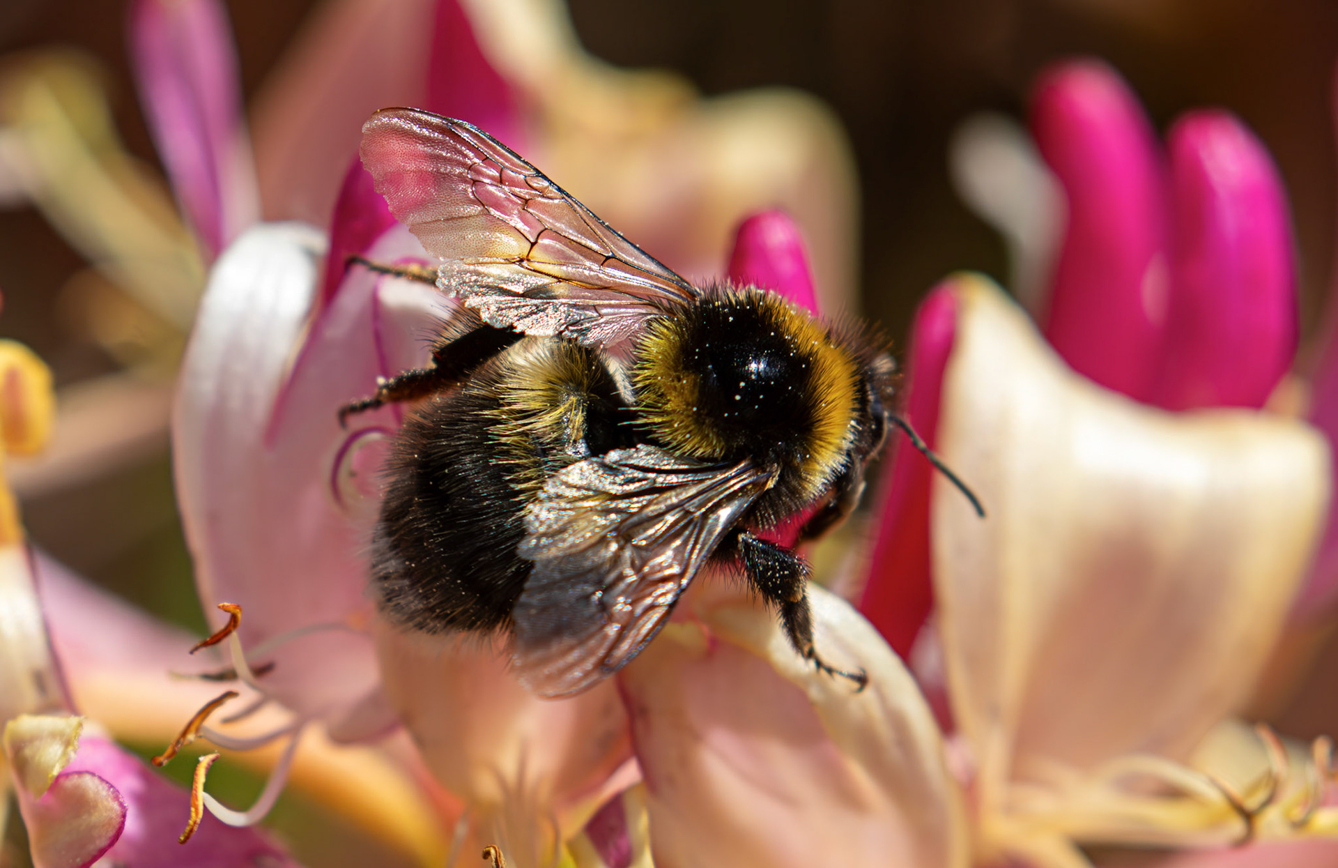 Gypsy Cuckoo Bumblebee (Bombus bohemicus) Livingston 21 June 2026
