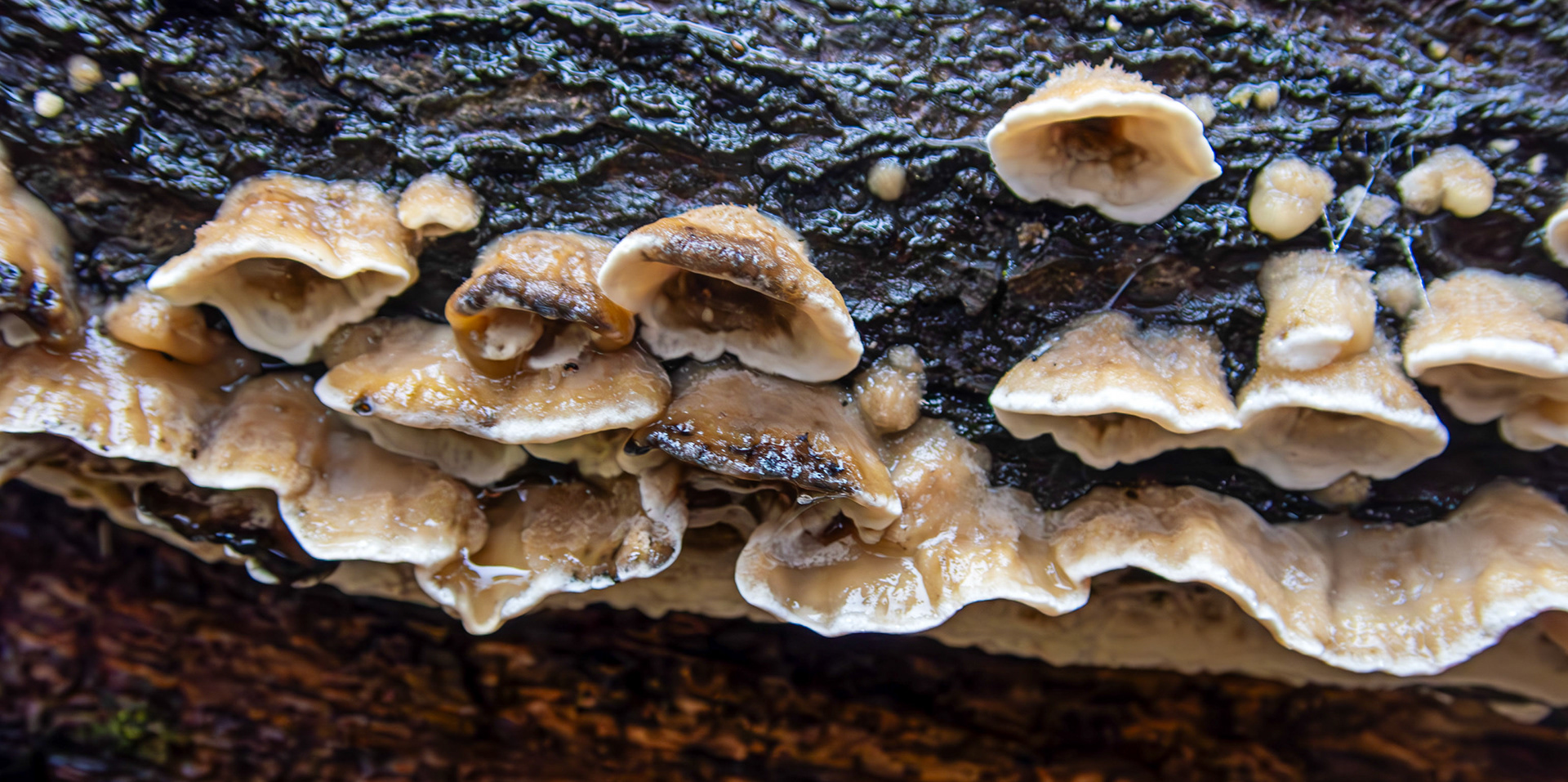 Smoky Bracket (Bjerkandera adusta) Deans Woods 08 November 2025