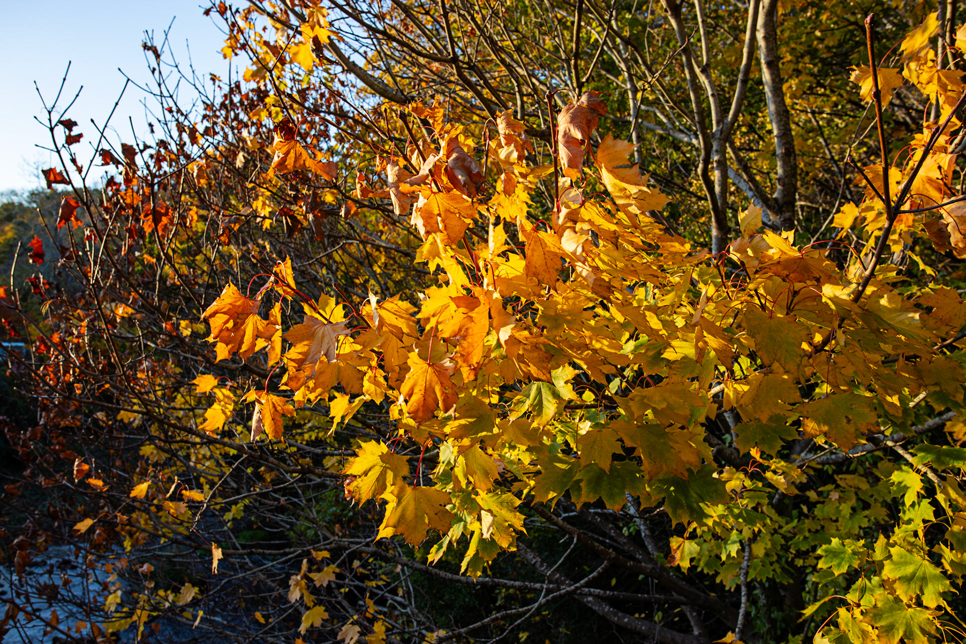 Colinton 27 October 2025