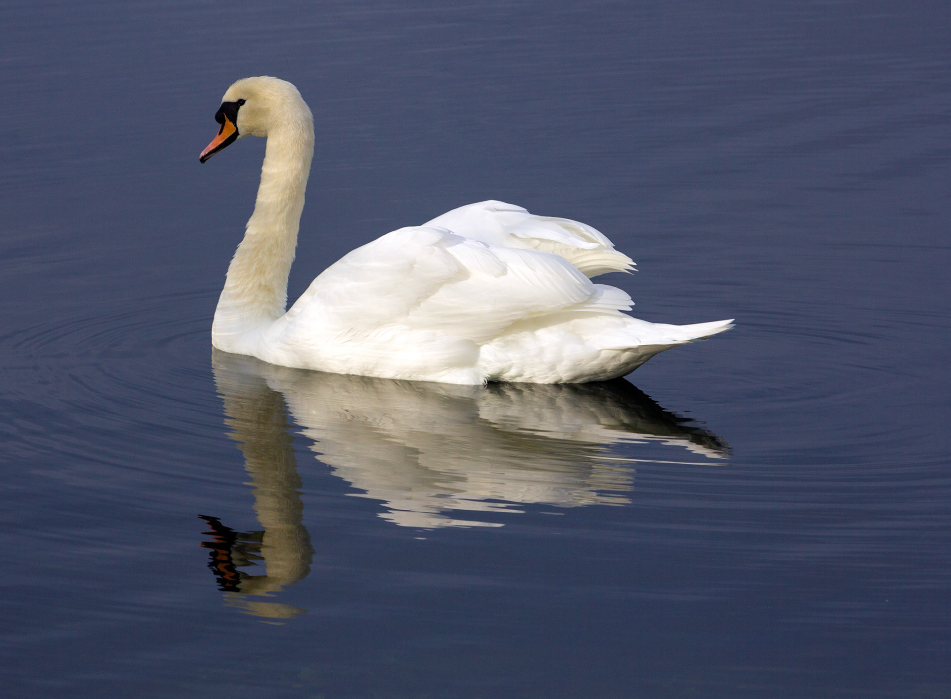 Mute SwansPlease see my other Photographs at: http://www.jamespdeans.co.uk/