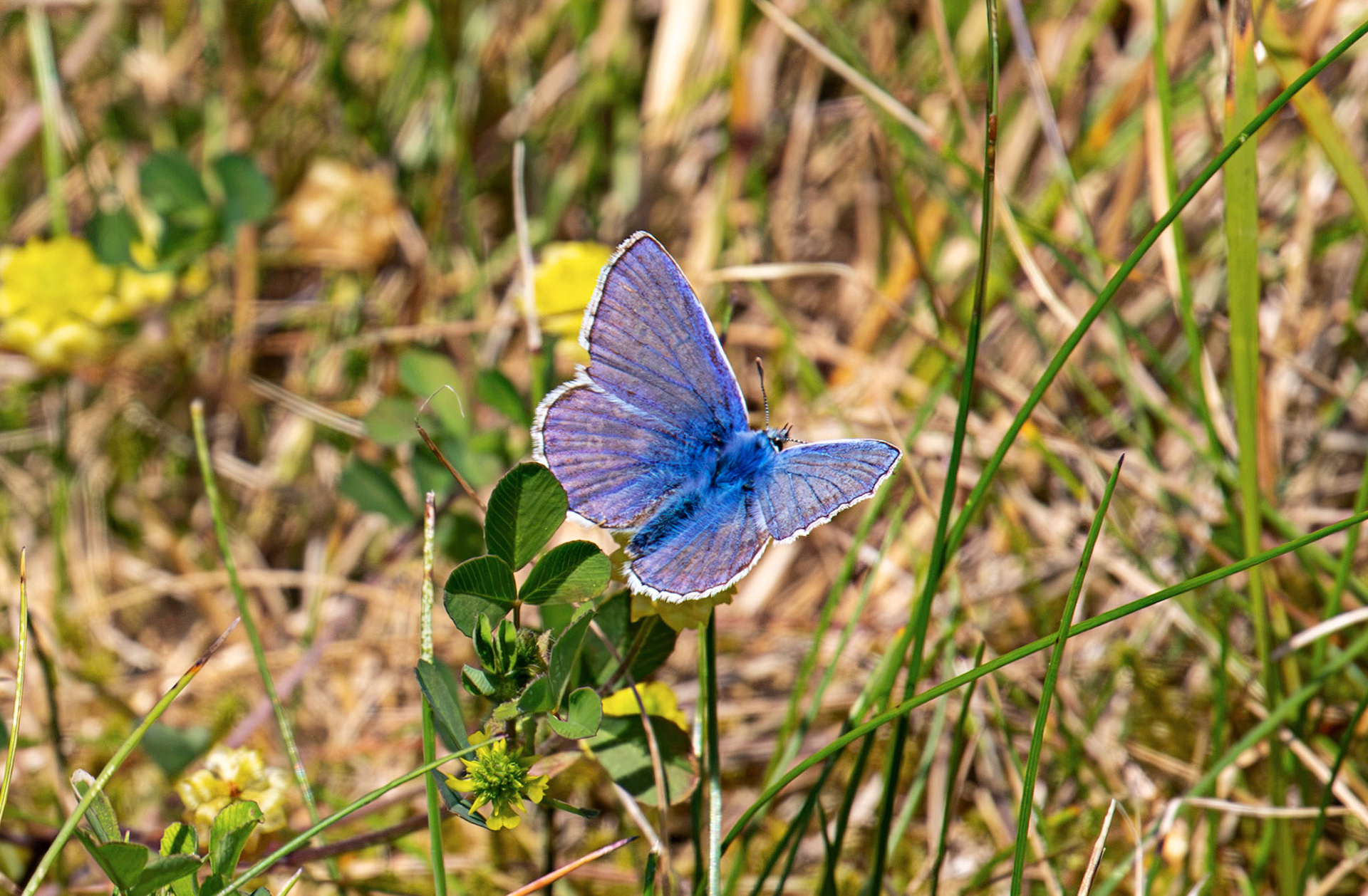 Common Blue (Polyommatus icarus) - Pates Hill Wind Farm 14 July 2026