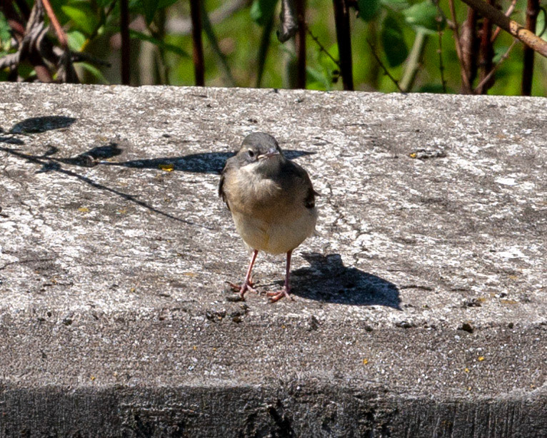 Durham 04 to  07 May 2018Please see my other Photographs at: www.jamespdeans.co.uk