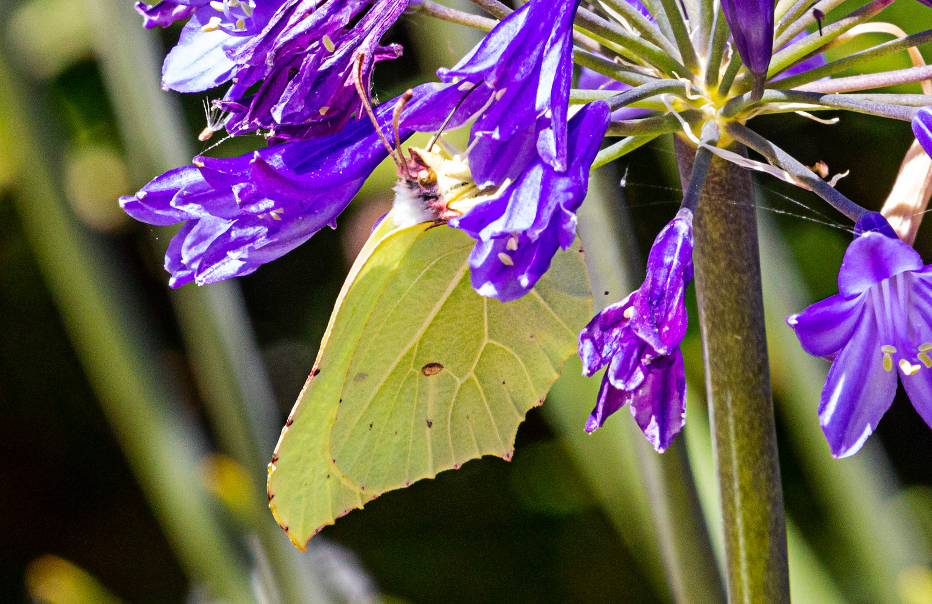 Mottistone IOW 16 July 2022