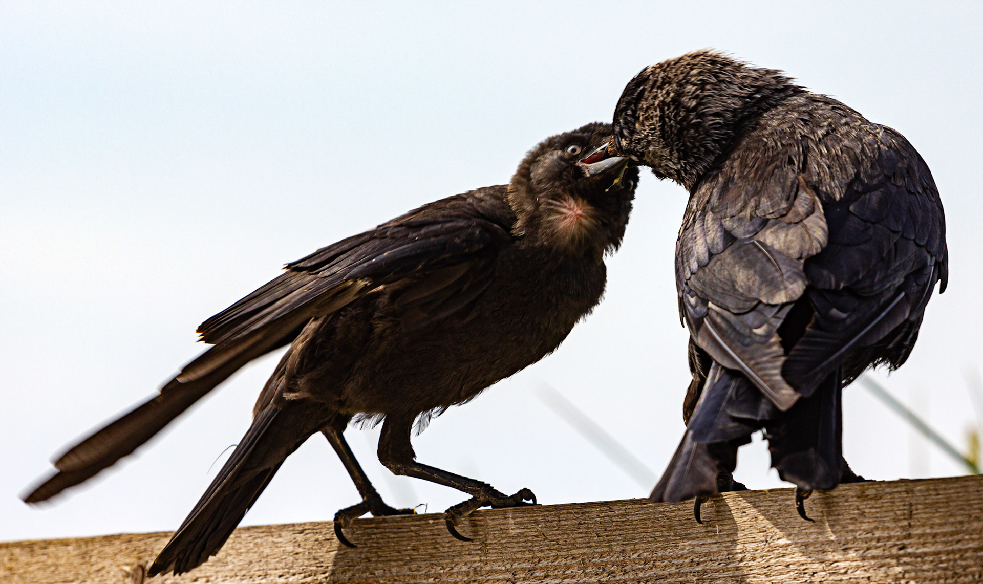 Bembridge IOW 17 July 2022