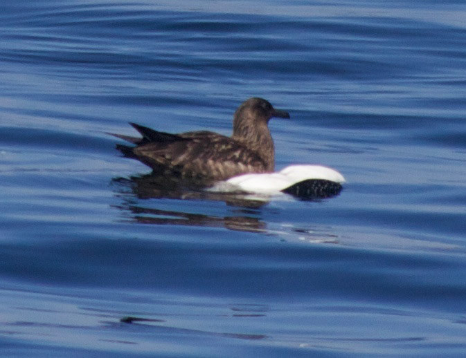 HarrisPlease see my other Photographs at: http://www.jamespdeans.co.uk/