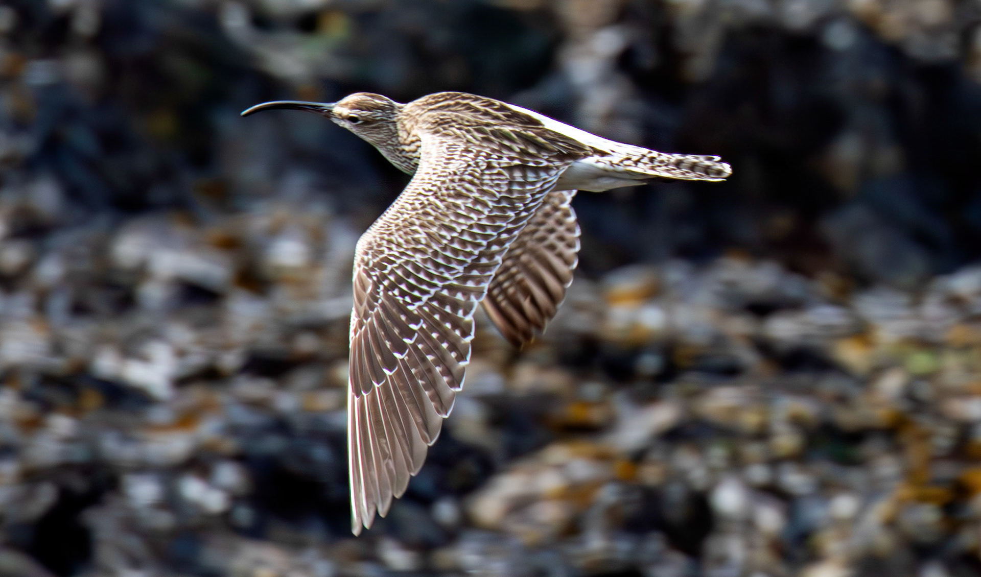 Whimbrel at Brough 03 May 2026