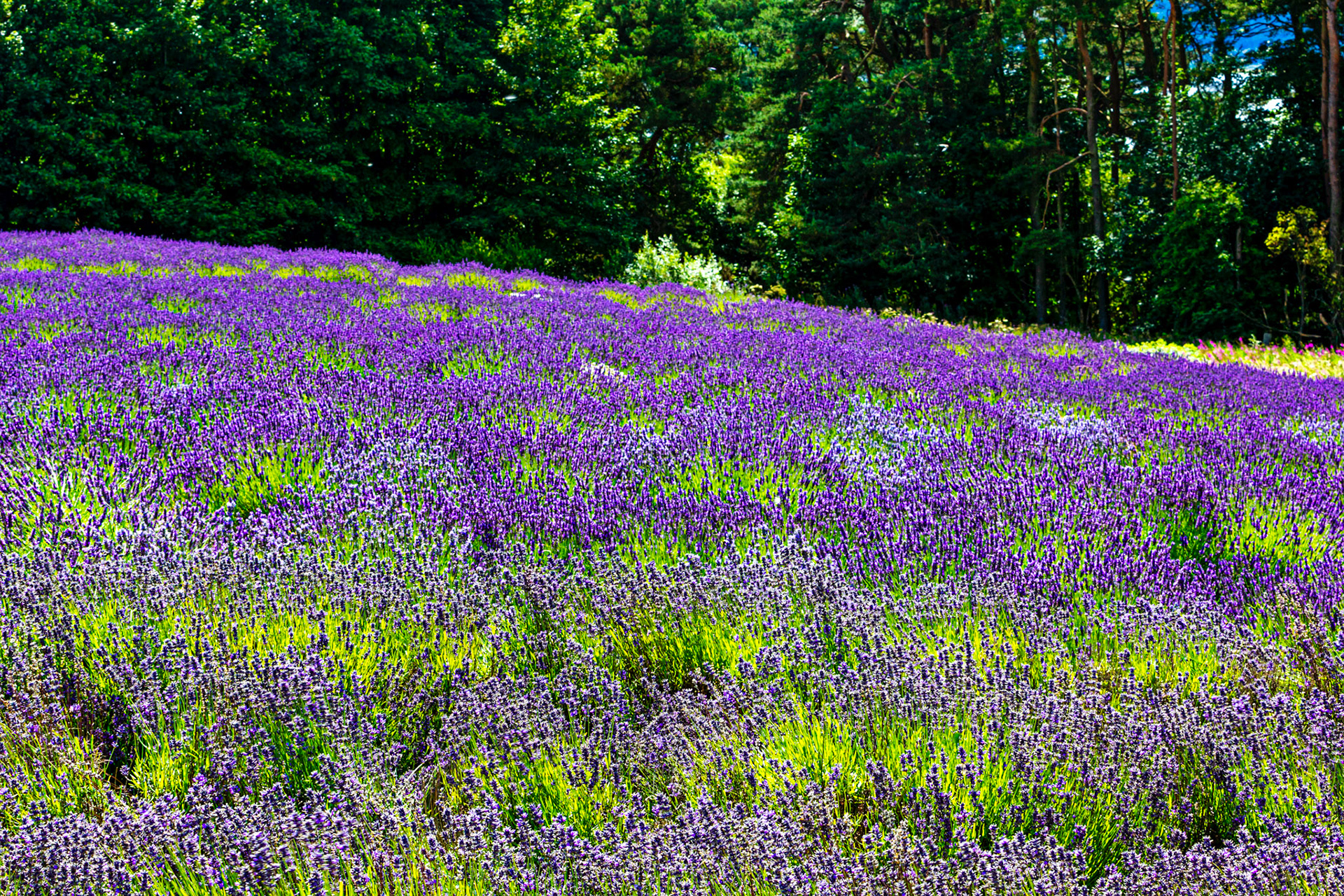 I spent an amazing few hours at Scottish Lavender Oils. They are so dedicated to nature and not to profit!