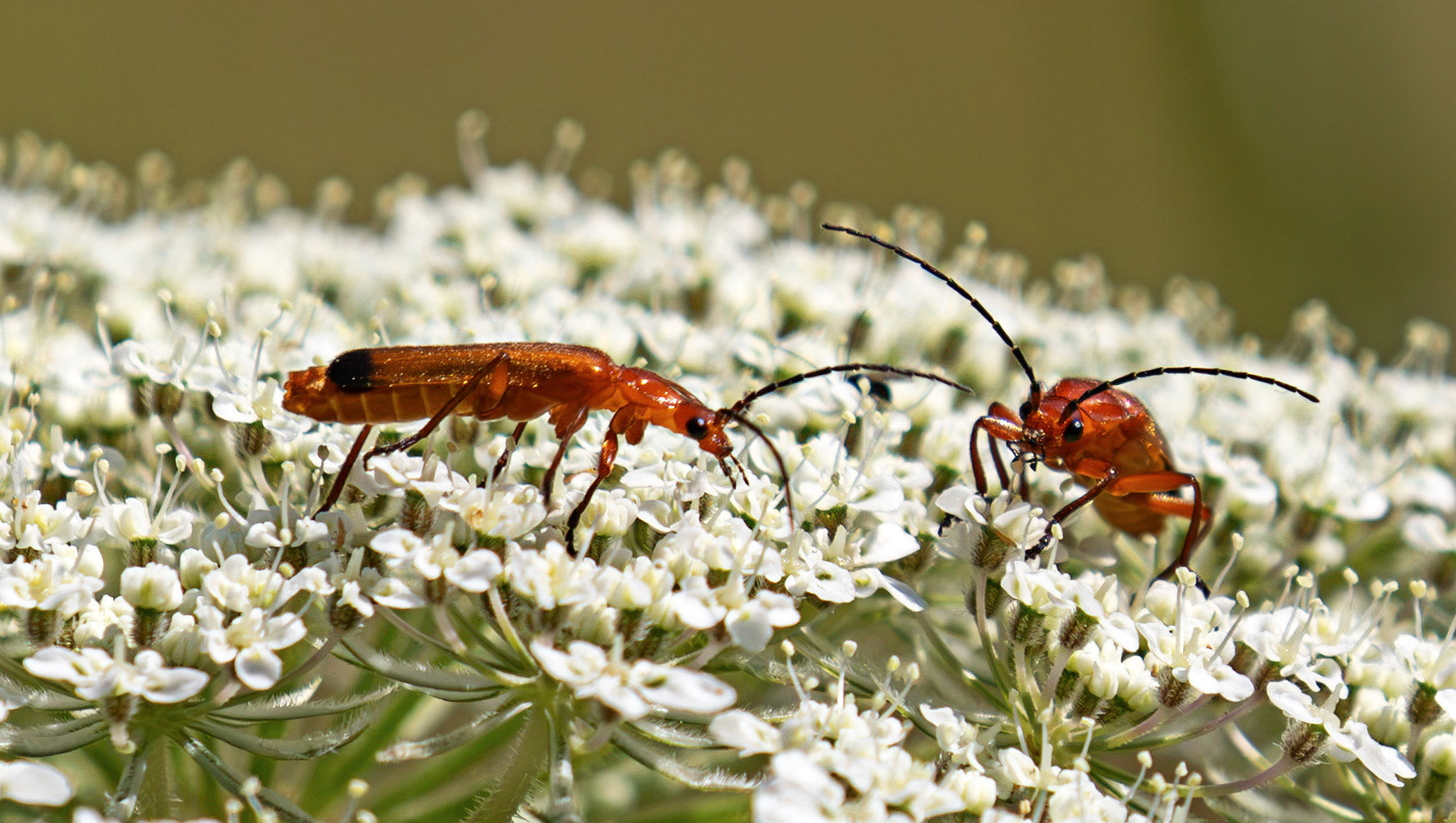 Soldier Beetles - Howden Walled Garden 15 July 2026