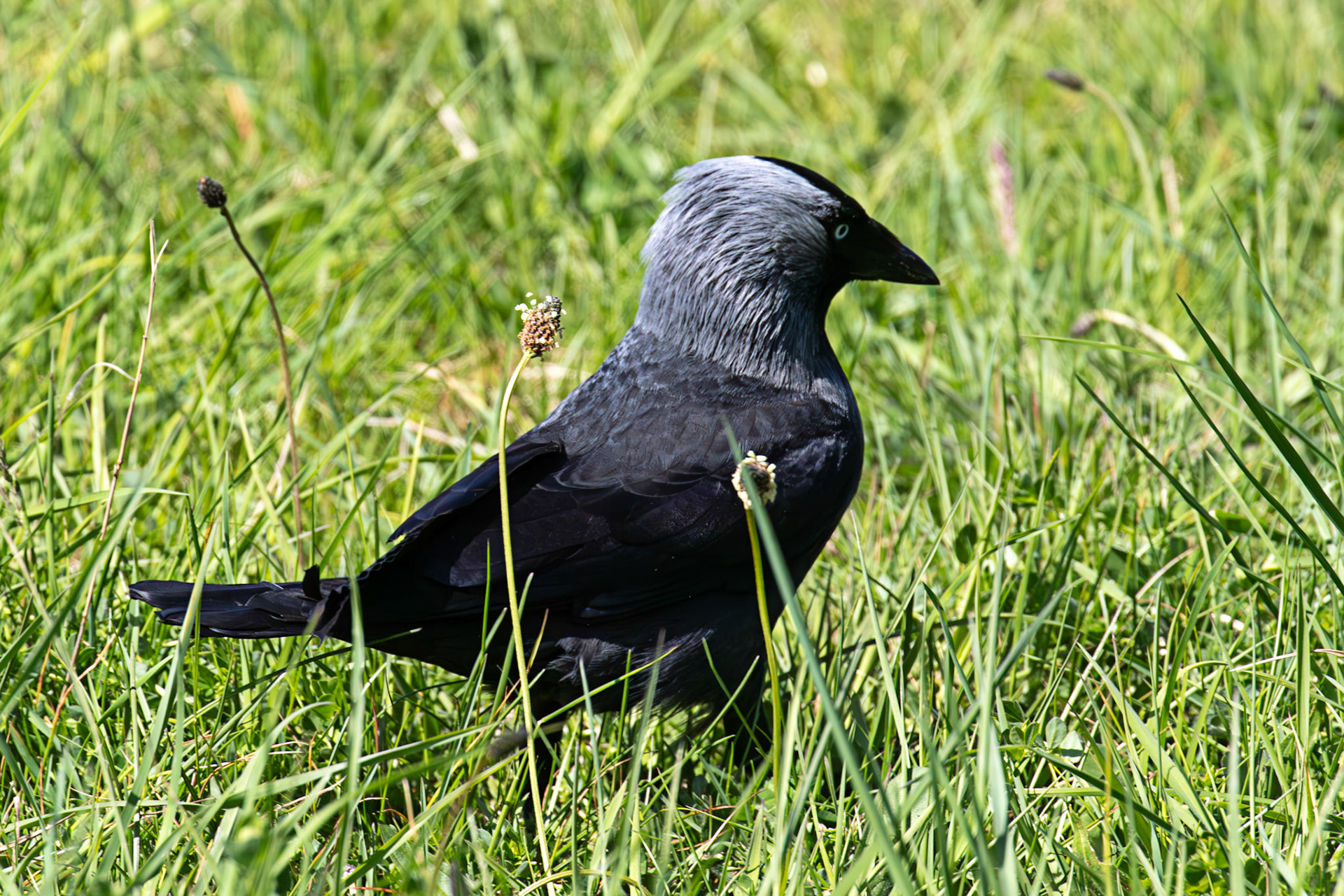 Kinneil Nature Reserve 05 May 2025