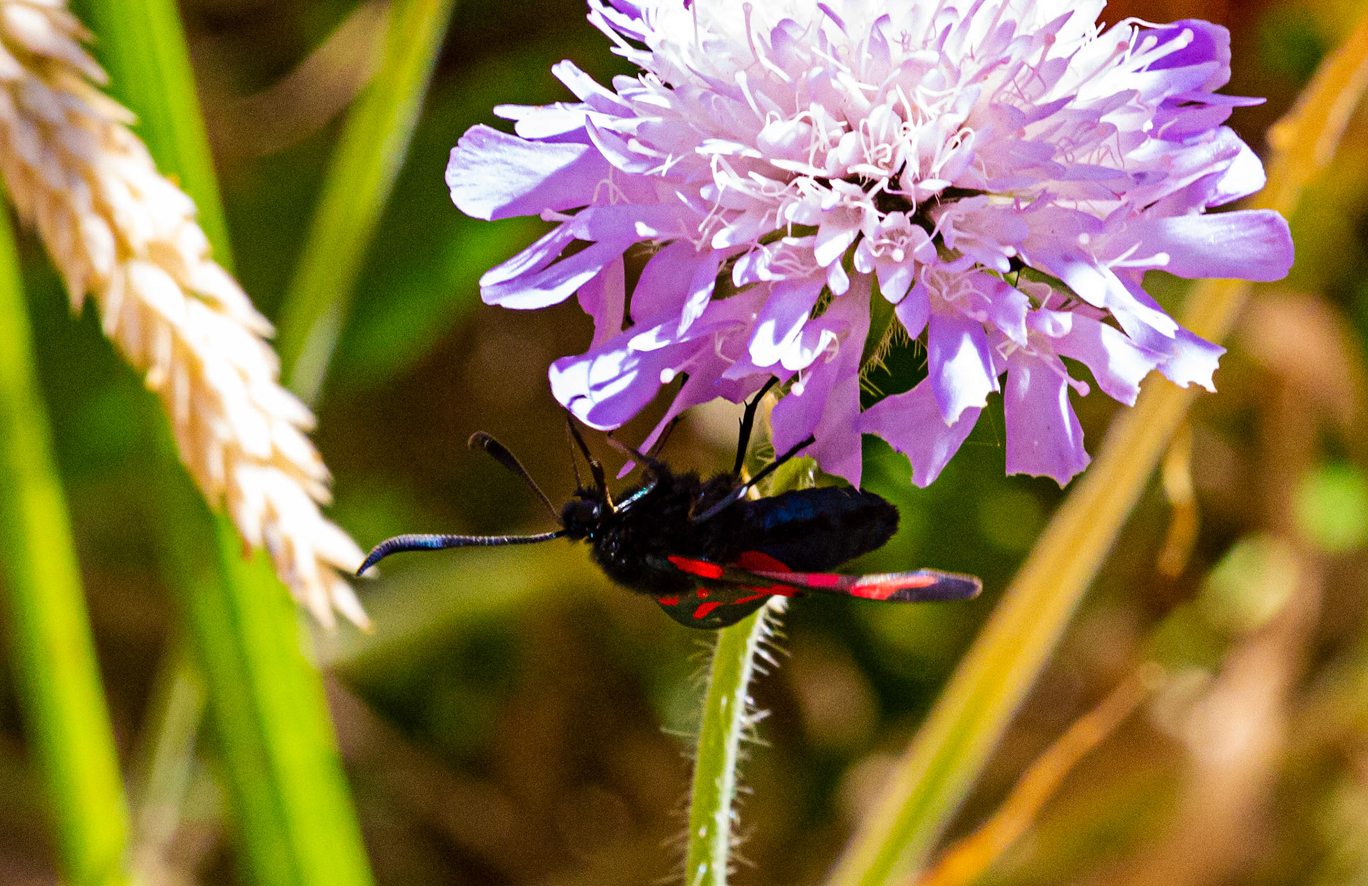 Mottistone IOW 16 July 2022