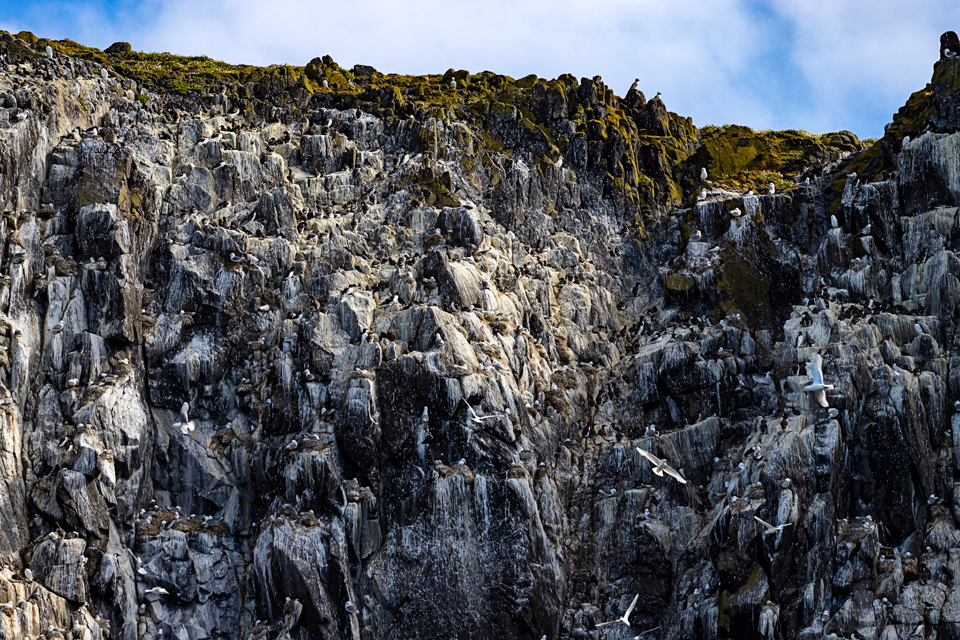 Isle of May - 04 June 2022