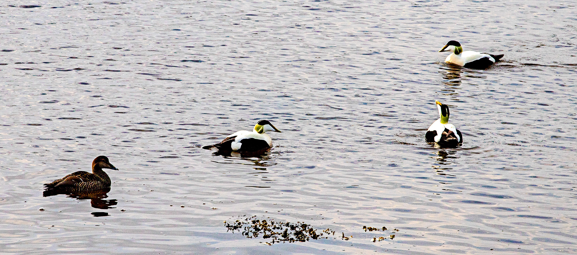 Eider Loch Fleet 04 May 2024