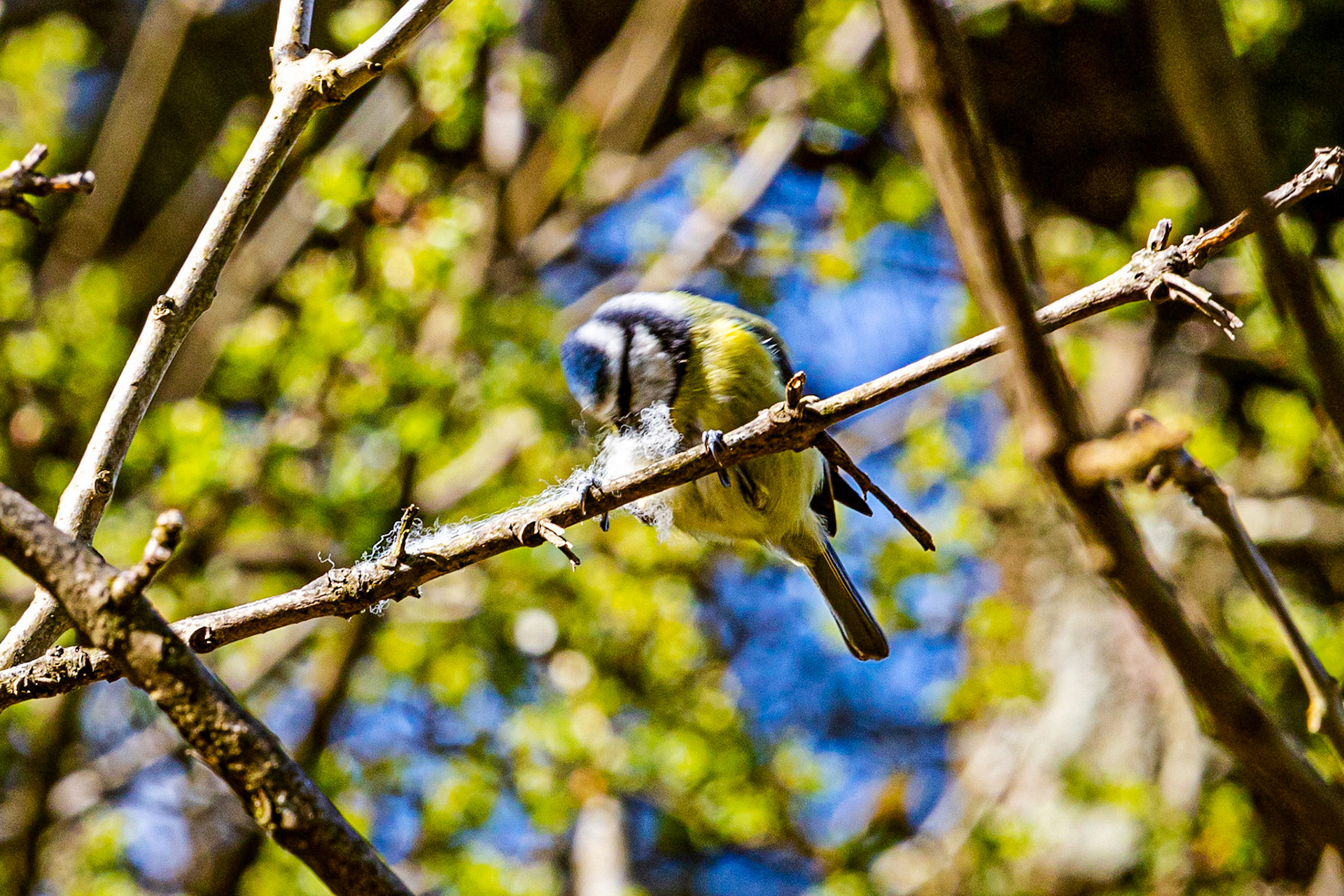 Blue Tit Deans Reservoir 25 April 2023