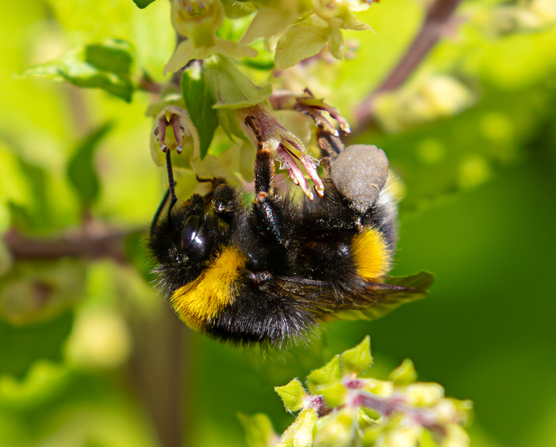 Bombus Lucorum - White Tailed Bumble bee - Livingston 08 July 2025