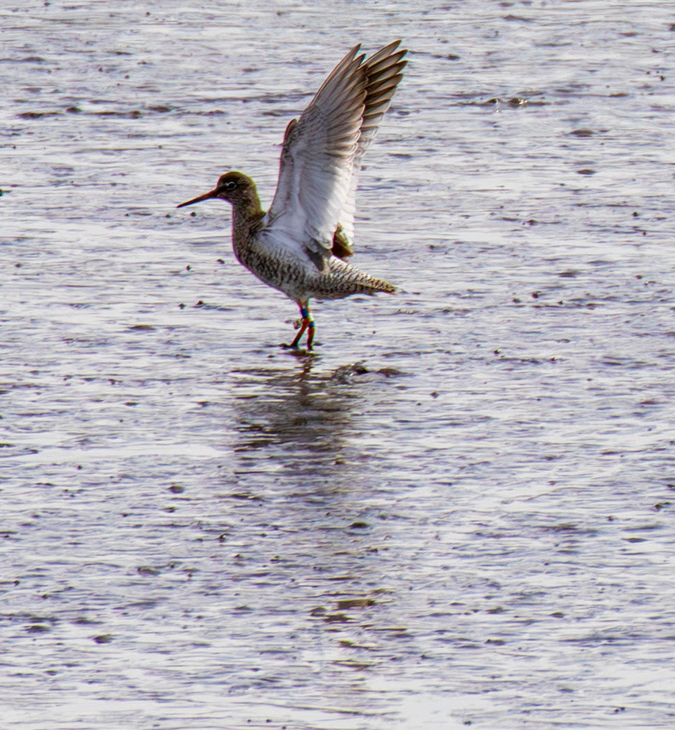 Common Redshank - Kinneil Lagoons 19 April 2025