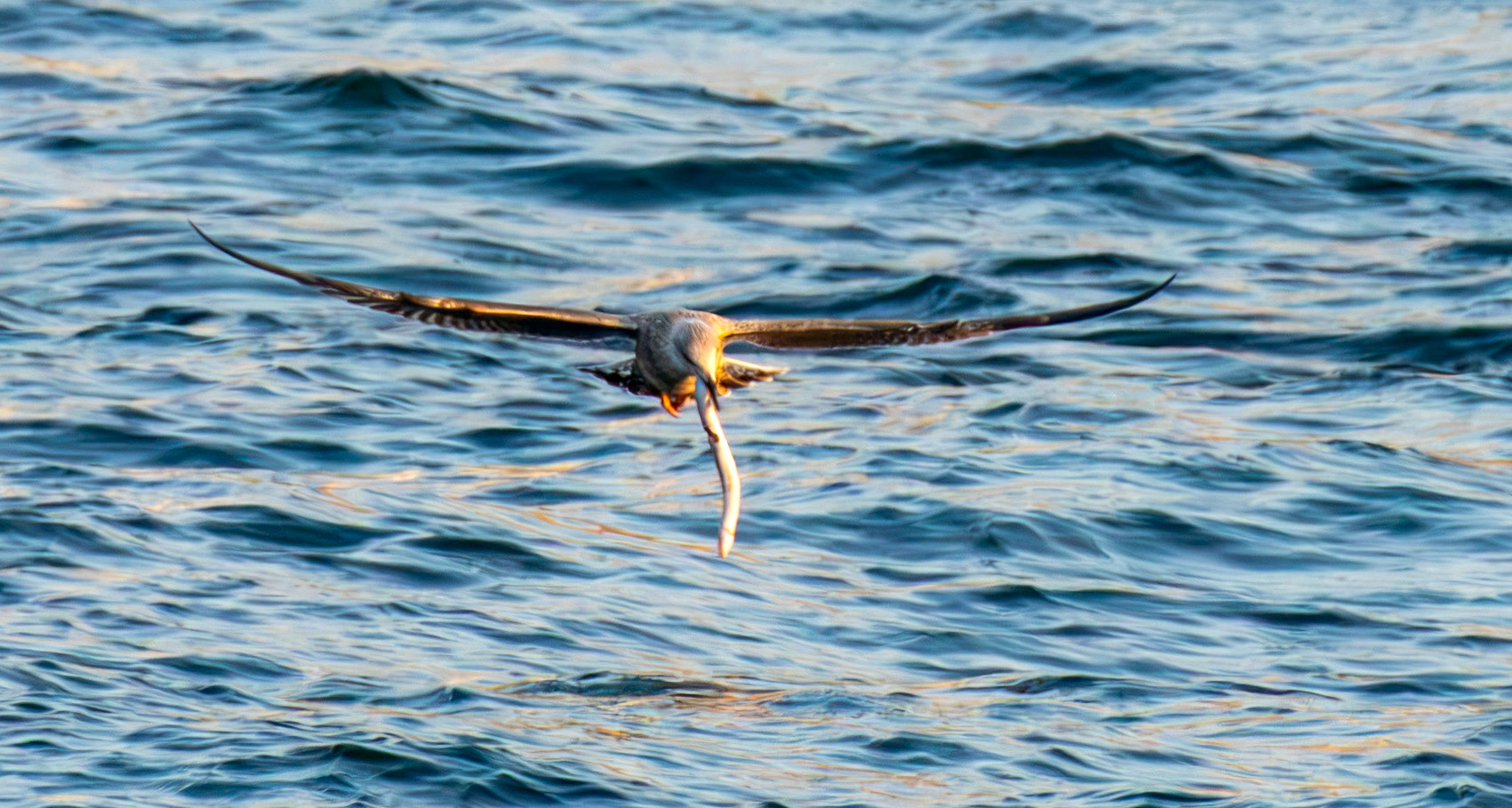 Juvenile Gull with Eel. Porto 17 August 2026