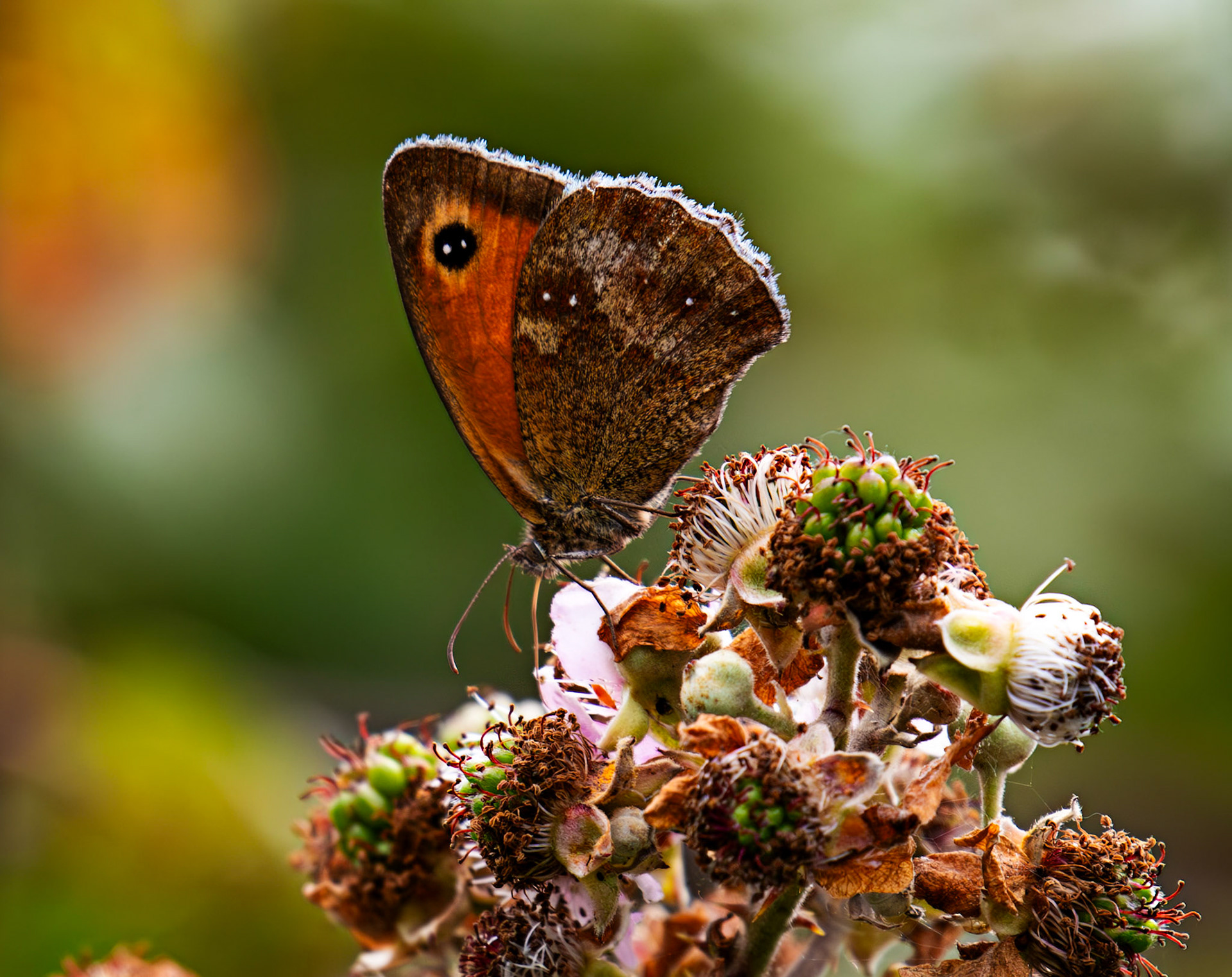 Gatekeeper (Pyronia tithonus) Cheriton 25 July 2025