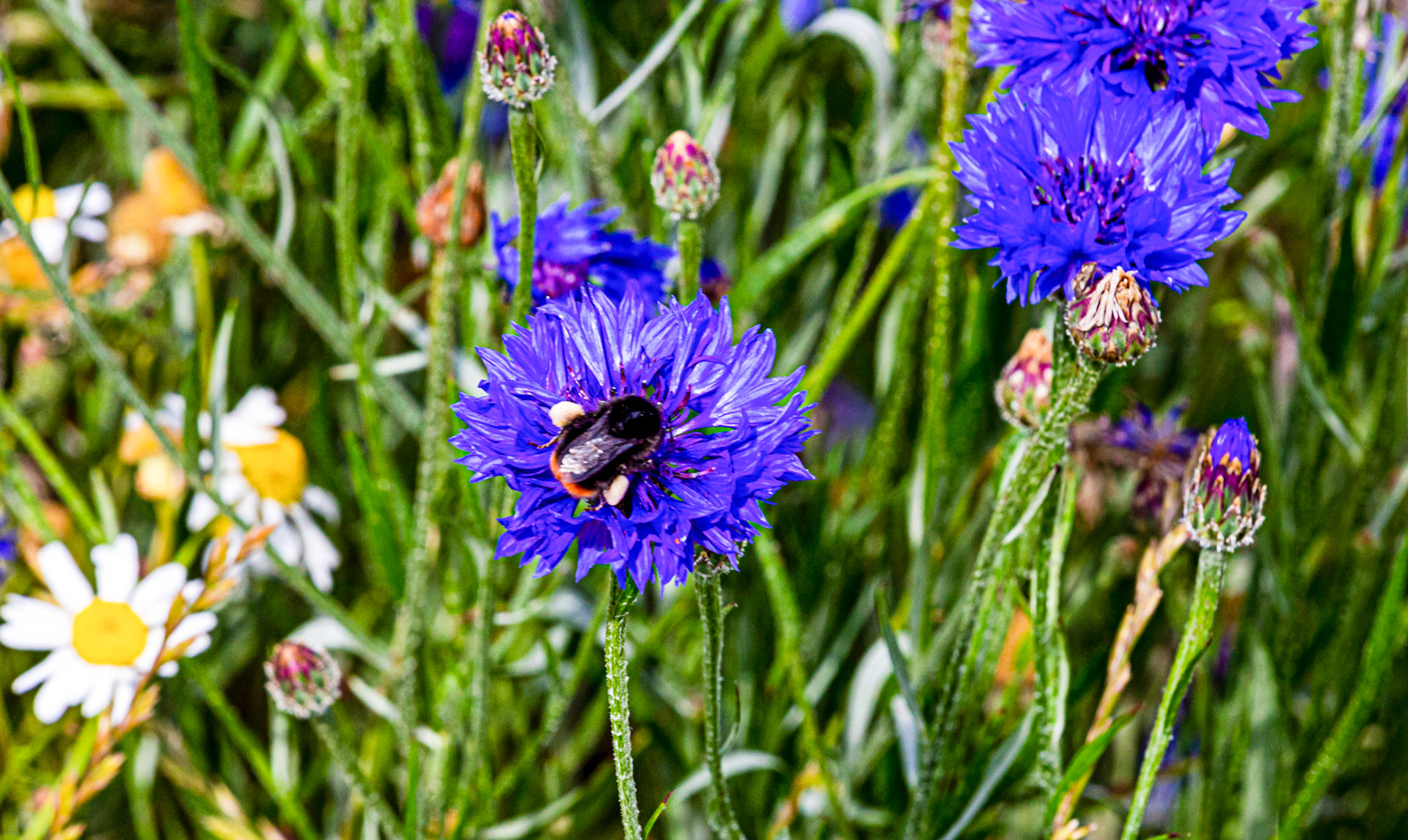 I spent an amazing few hours at Scottish Lavender Oils. They are so dedicated to nature and not to profit!