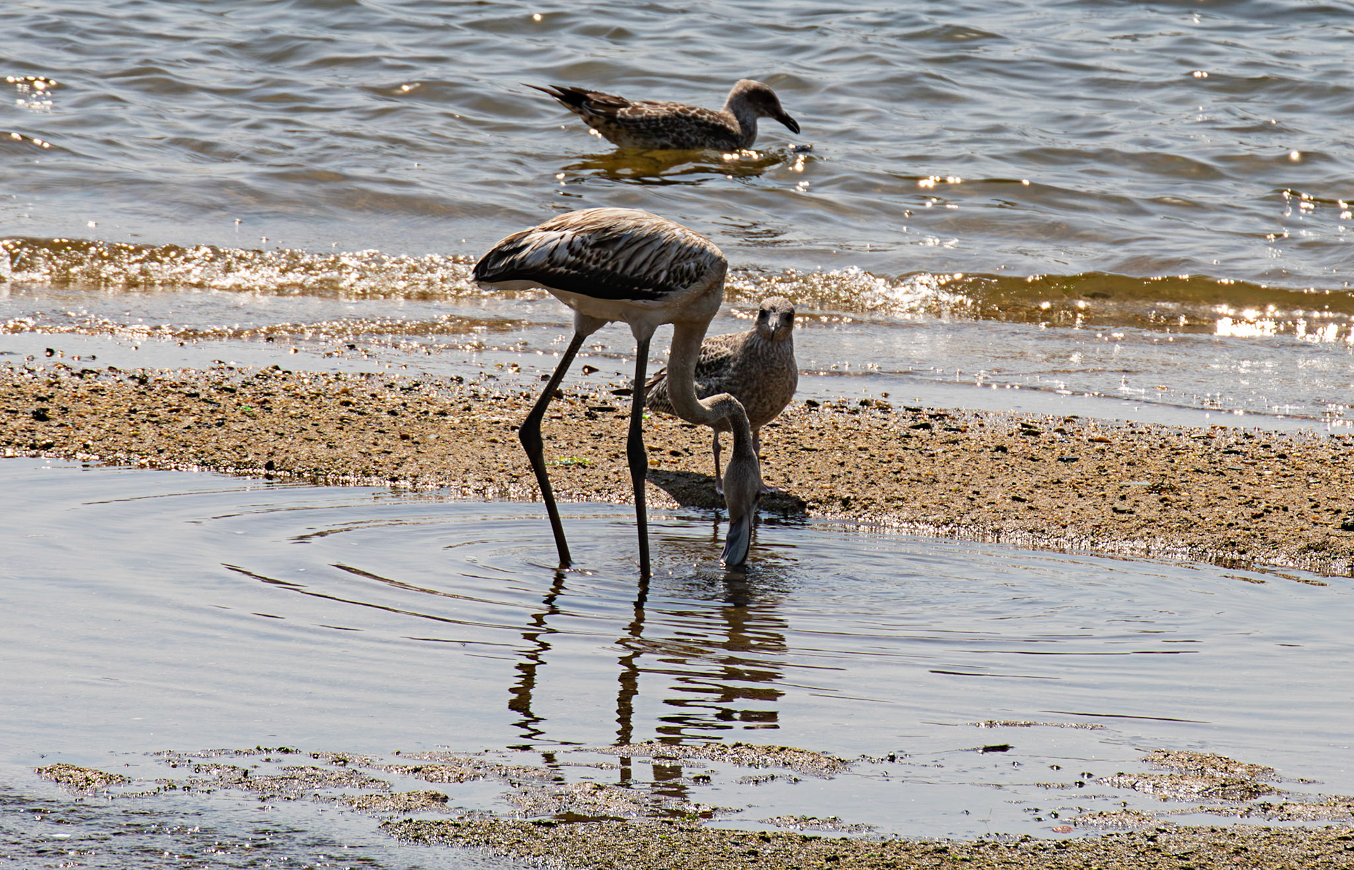 juvenile greater flamingo (Phoenicopterus roseus) with attendant first year Yellow-Legged Gull. Porto 18 August 2026