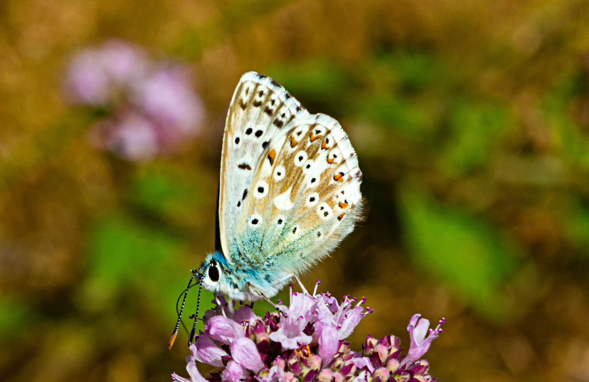 Mottistone IOW 16 July 2022