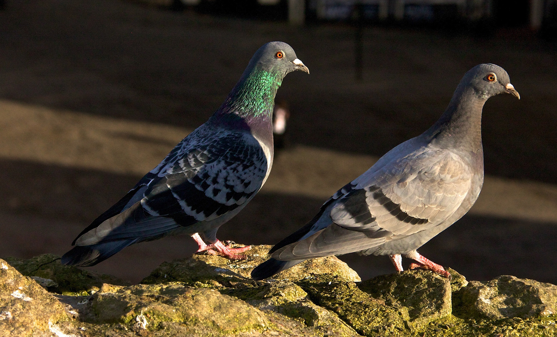 LincolnPlease see my other Photographs at: http://www.jamespdeans.co.uk/