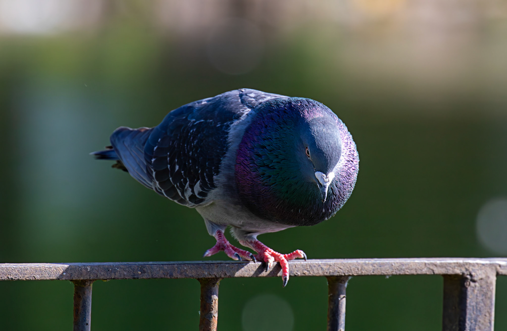 Amorous Feral Pigeon at Hogganfield Loch 25 May 2026