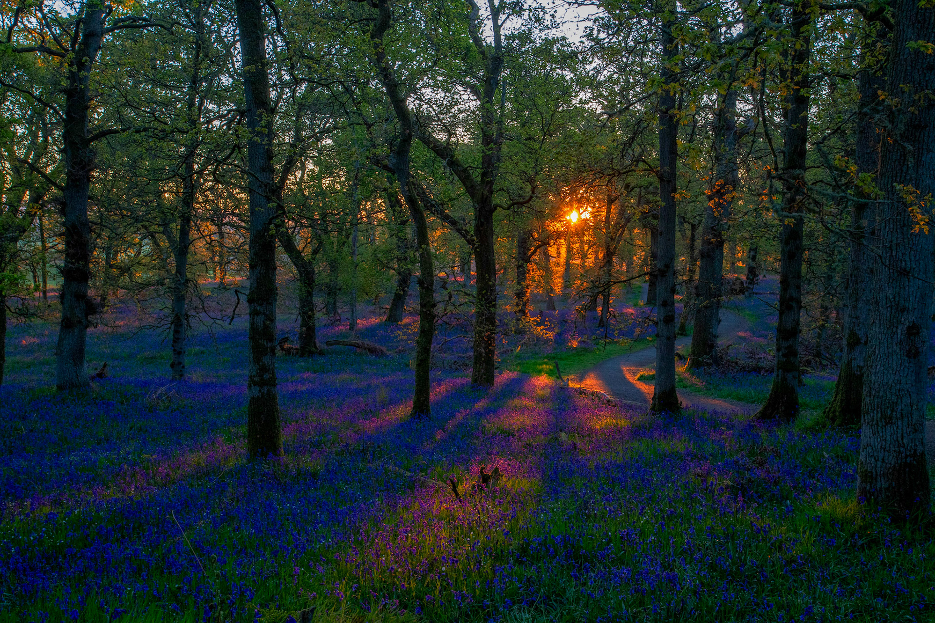 Kinclaven Bluebell Woods 16 May 2026
