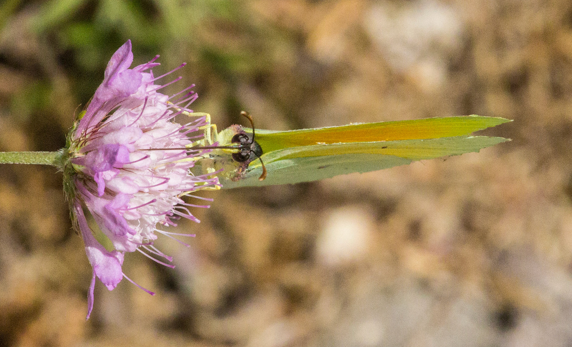 Parc Natural de s'Albufera de MallorcaPlease see my other Photographs at: www.jamespdeans.co.uk