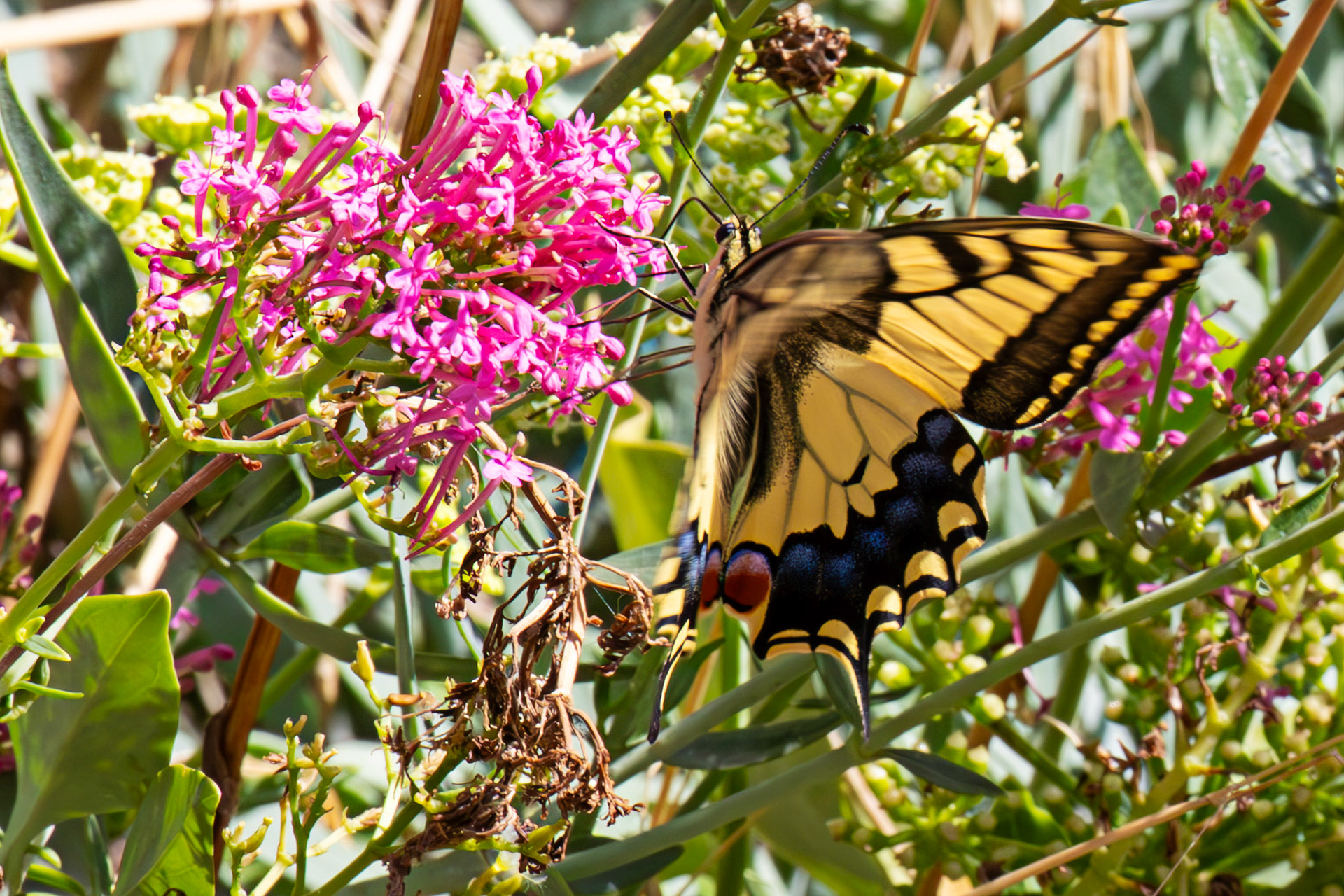 Swallowtail Butterfly - Riomaggiore 06 Sept 2025