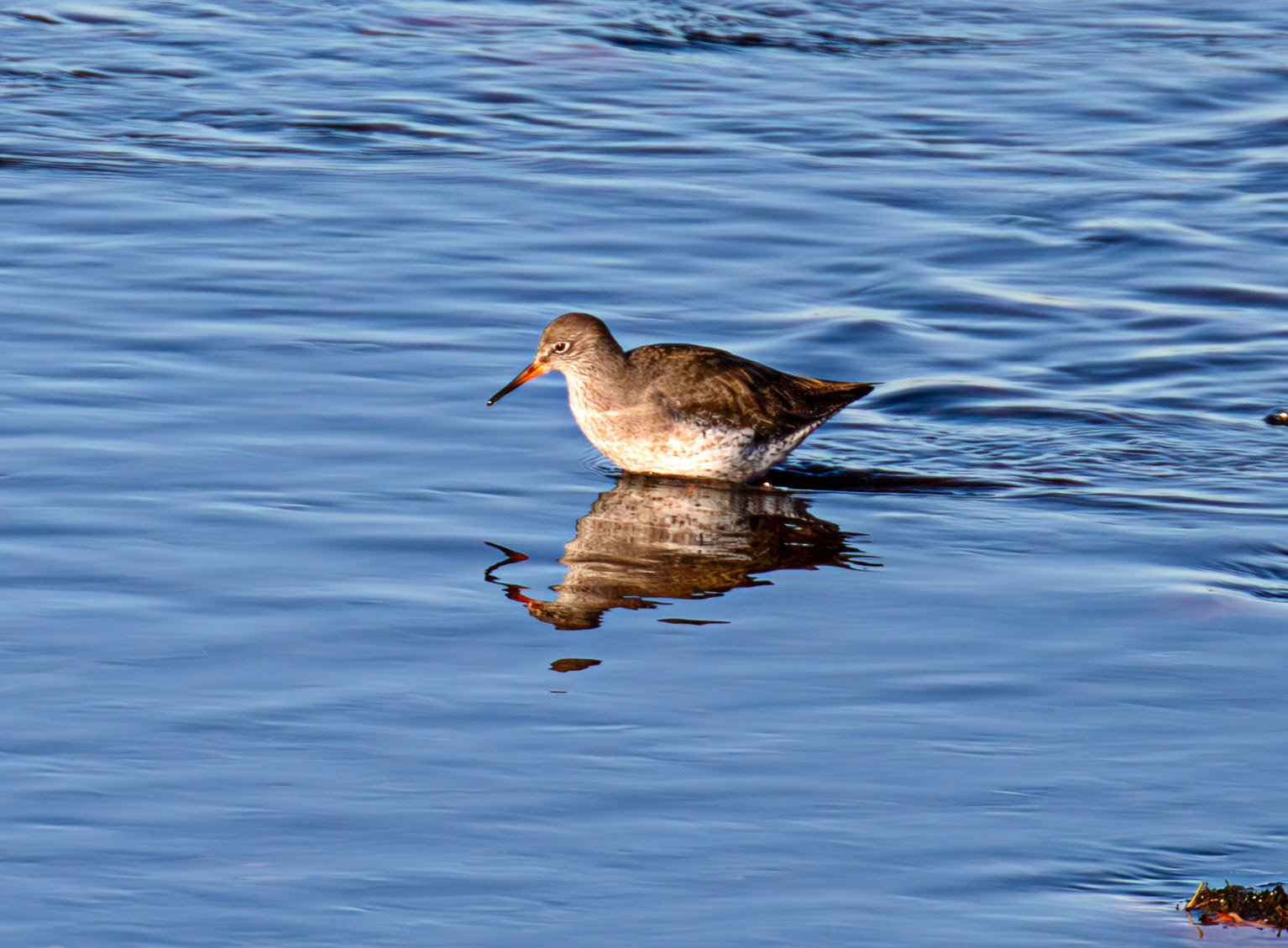 Common Redshank, River Esk Musselburgh 18 November 2024