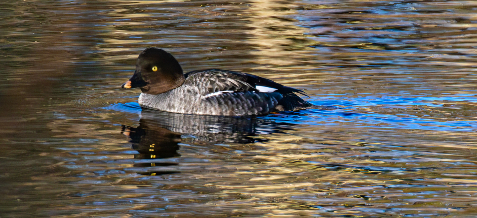 Goldeneye on Birnie &amp; Gaddon Lochs 08 January 2025