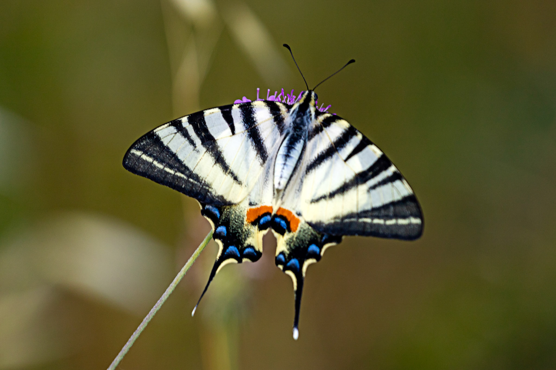 Monteriggioni 22 June 2024