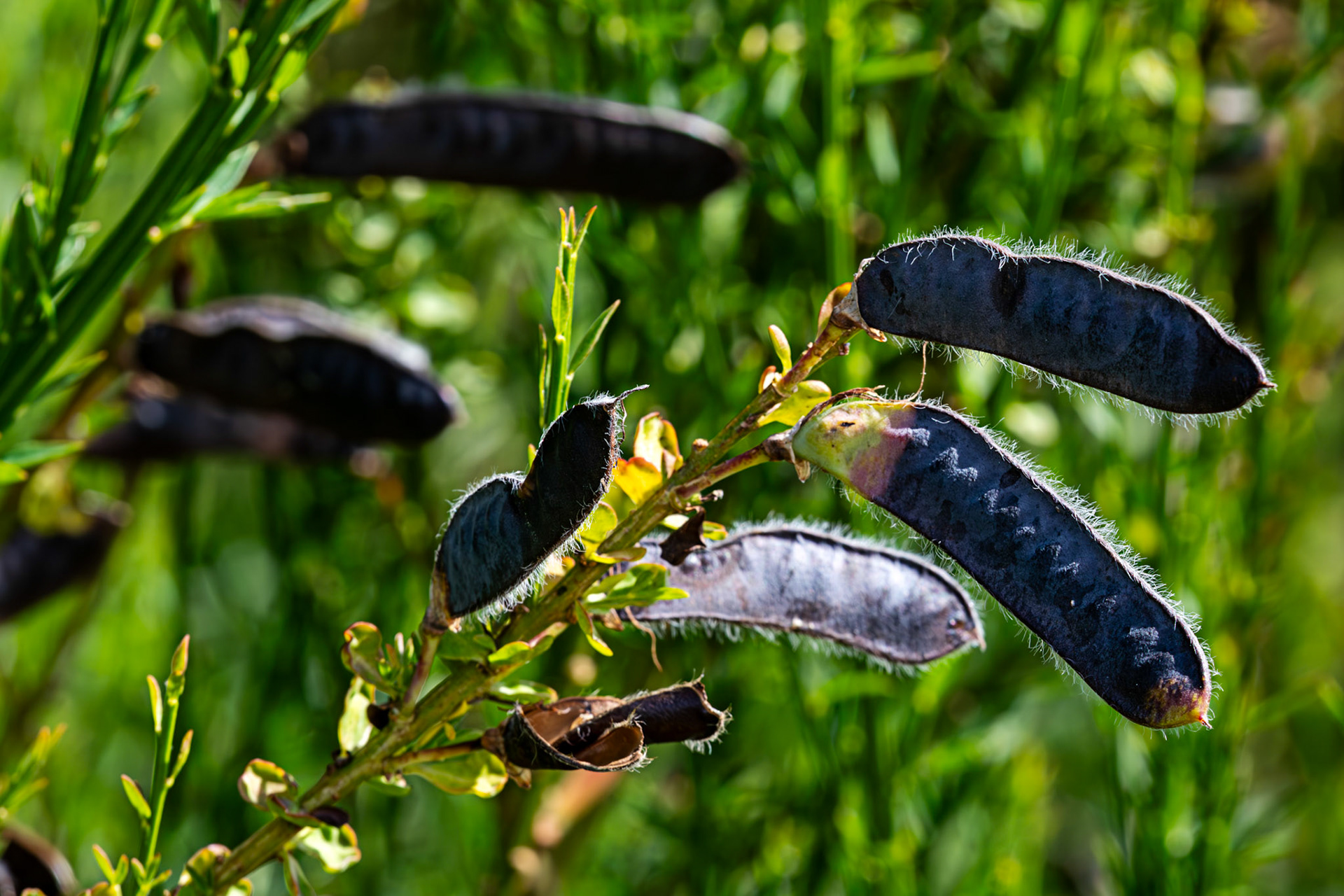 RSPB Loch Lomond 03 August 2024