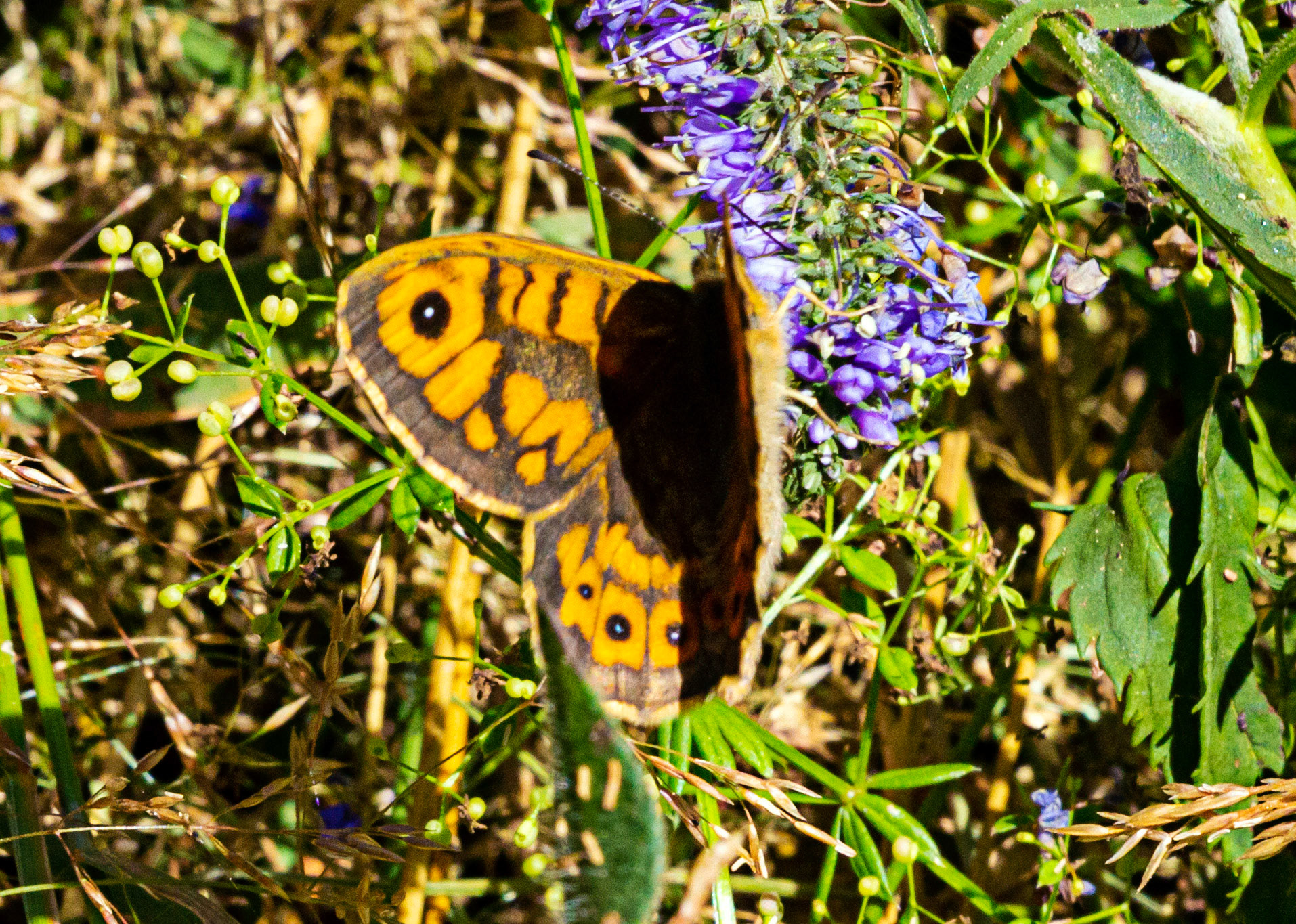 Mottistone IOW 16 July 2022