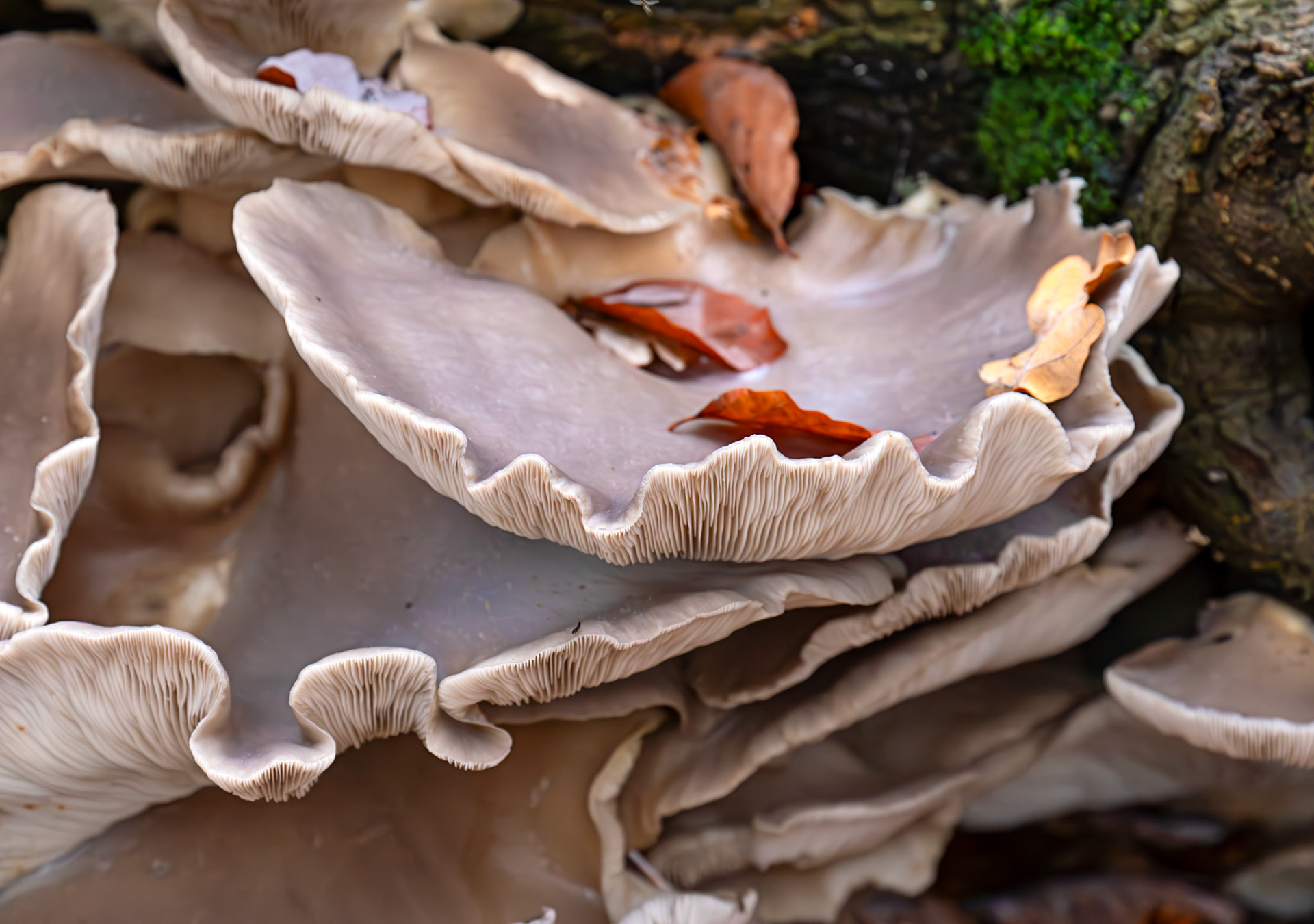 oyster mushrooms (Pleurotus ostreatus) Deans Woods - 07 November 2025
