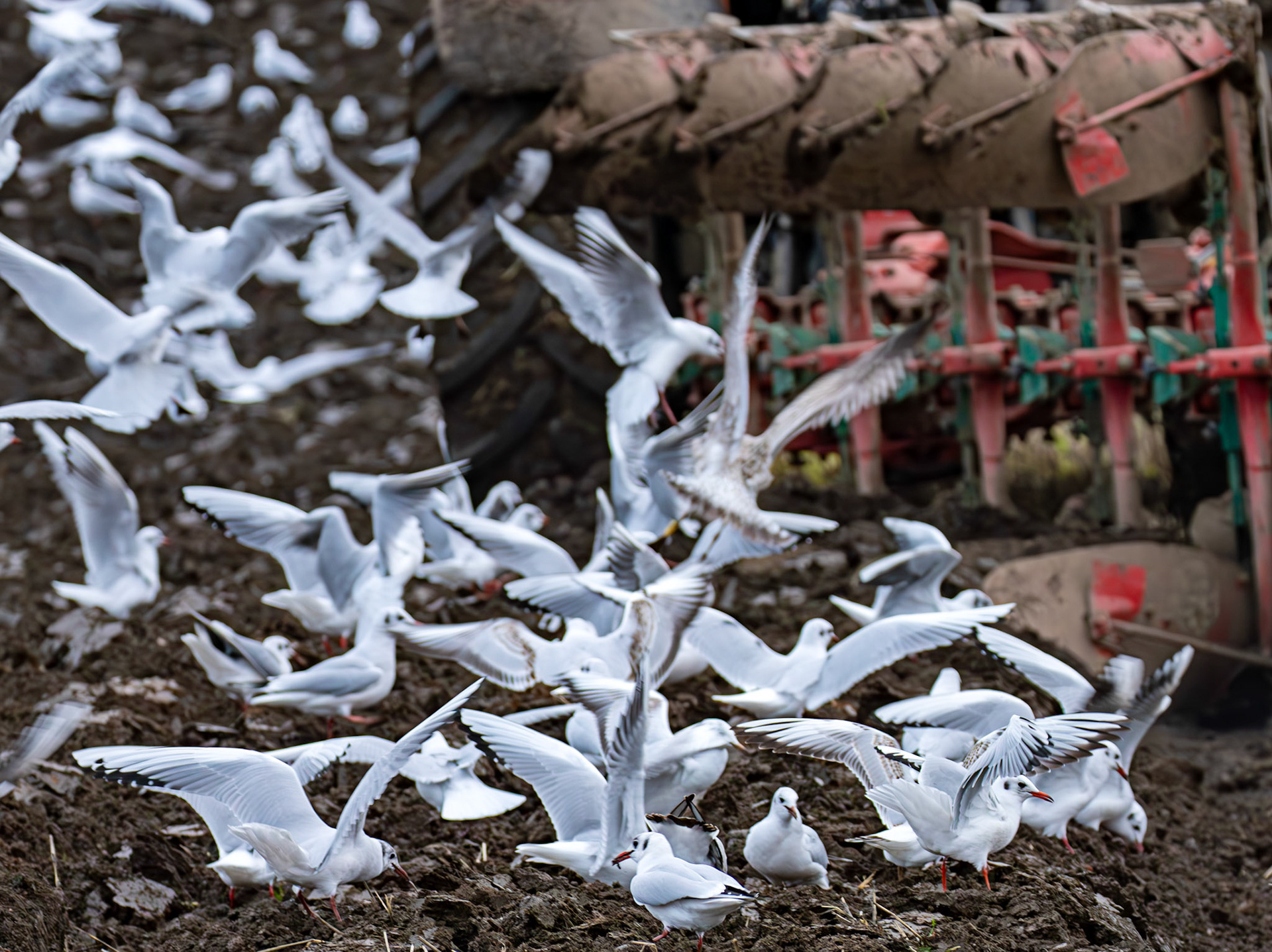 271 Black-Headed Gulls. Ploughing at Niddry Castle 04 December 2024