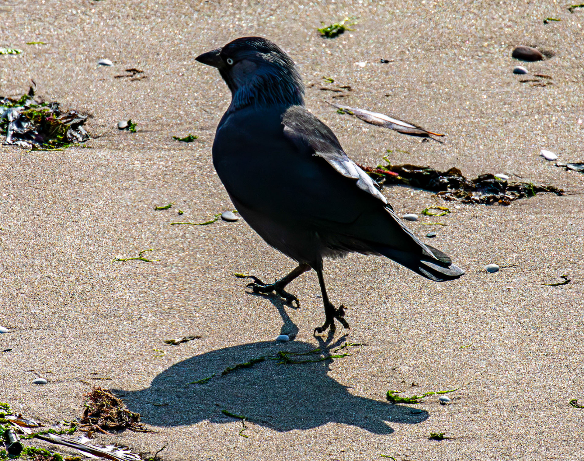 Jackdaw - Leven 06 Sept 2024