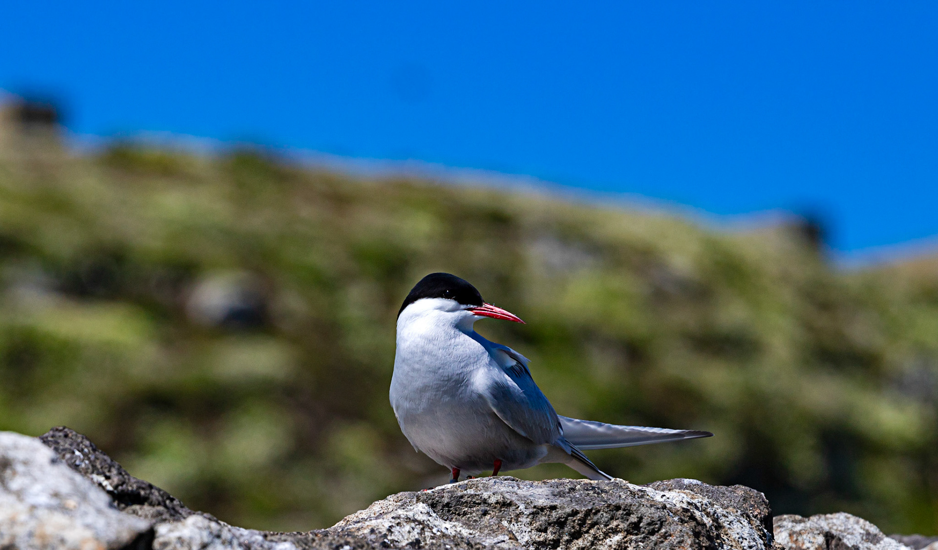 Isle of May - 04 June 2022