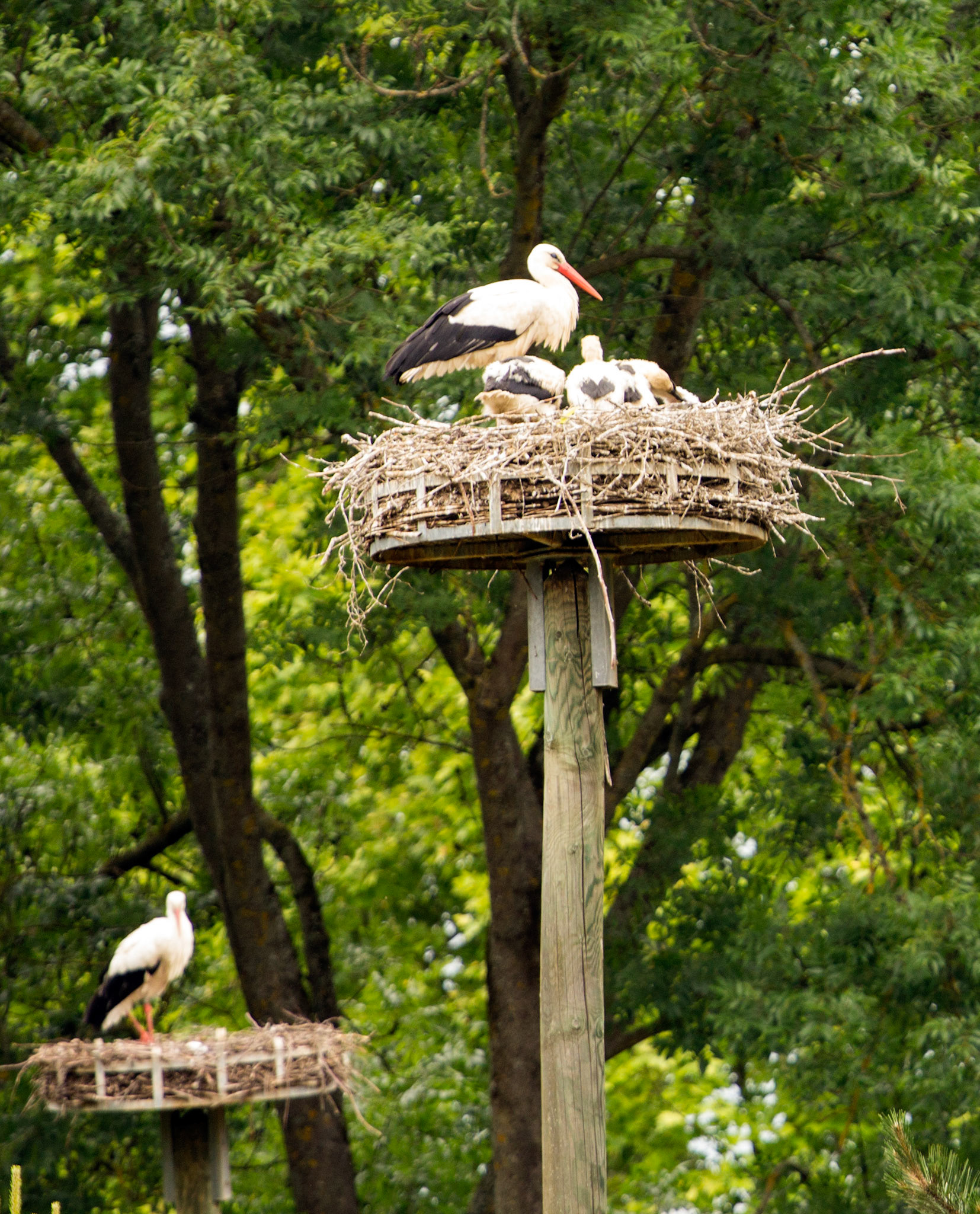 CernayPlease see my other Photographs at: http://www.jamespdeans.co.uk/