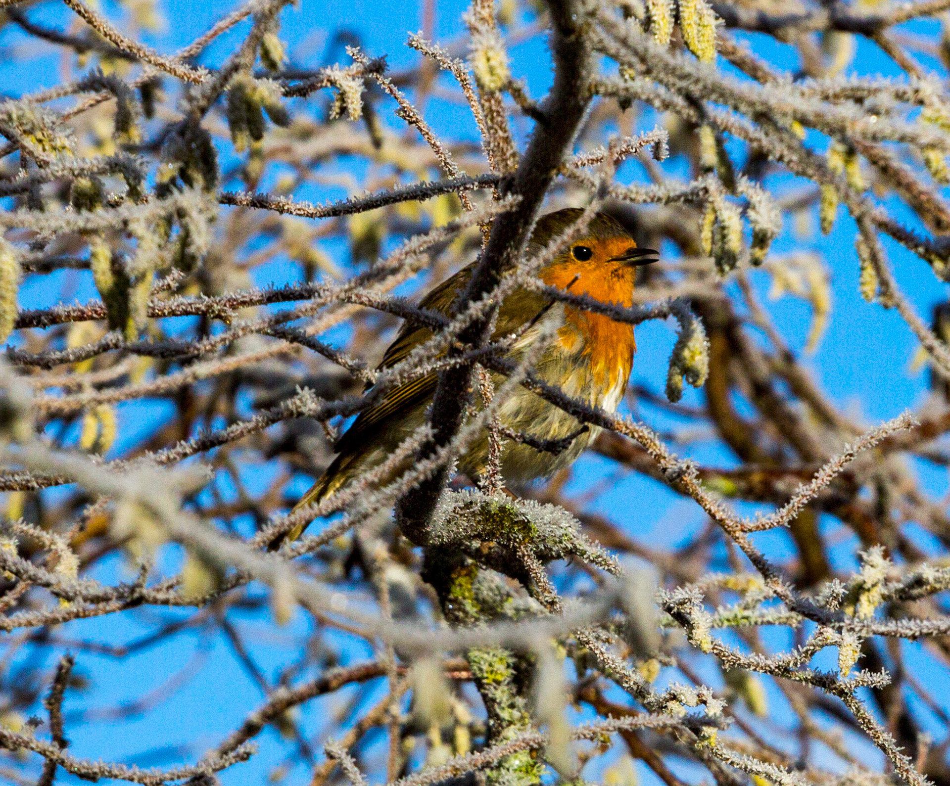 Robin in Frosty weather in Deans, Livingston, West LothianPlease see my other Photographs at: www.jamespdeans.co.uk