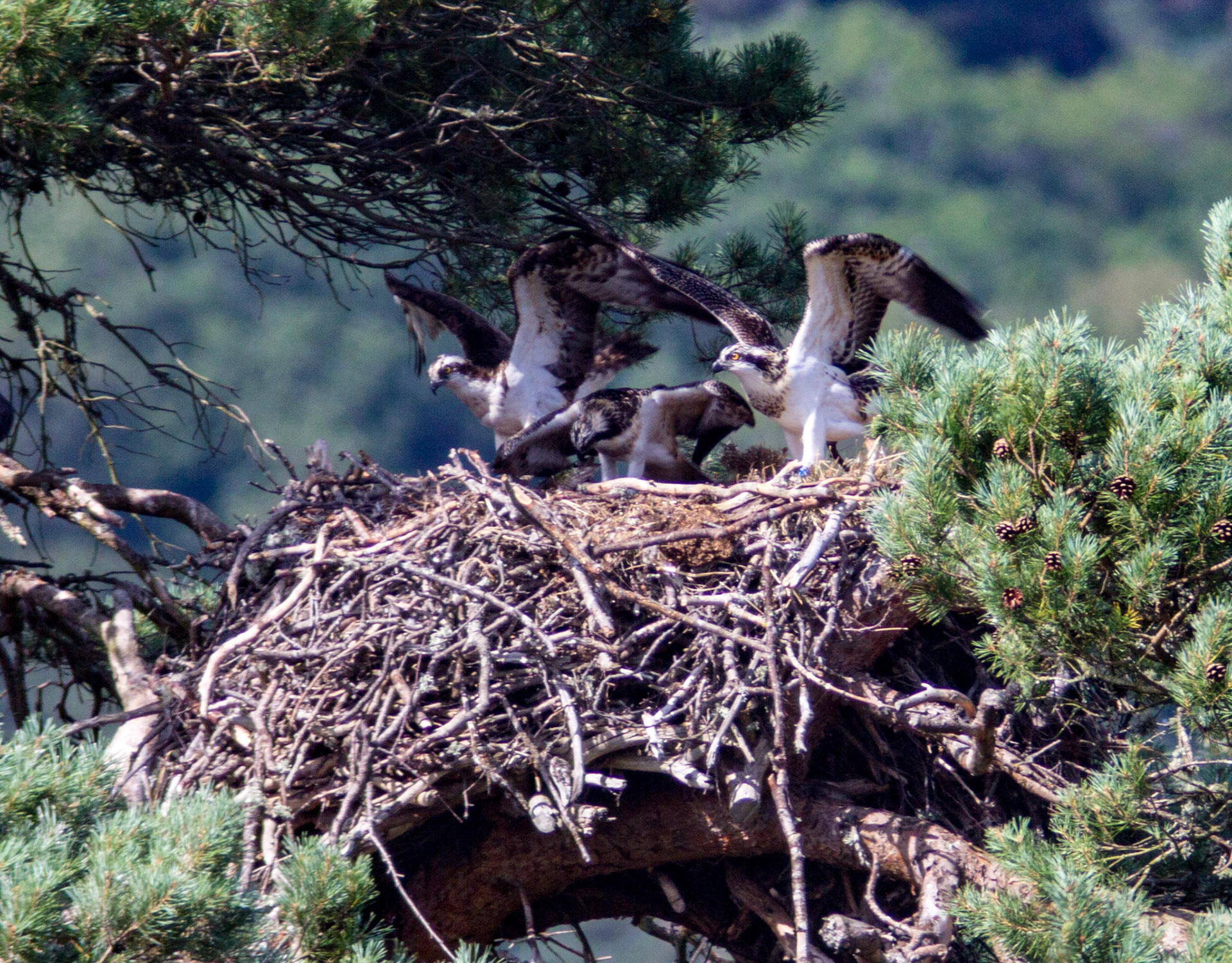 Osprey at SWT Loch o' the Lowes near Dunkeld - 2 juveniles &amp; the male. Note the fish!Please see my other Photographs at: www.jamespdeans.co.uk