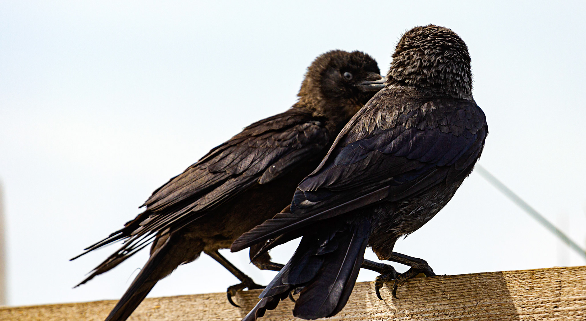 Bembridge IOW 17 July 2022