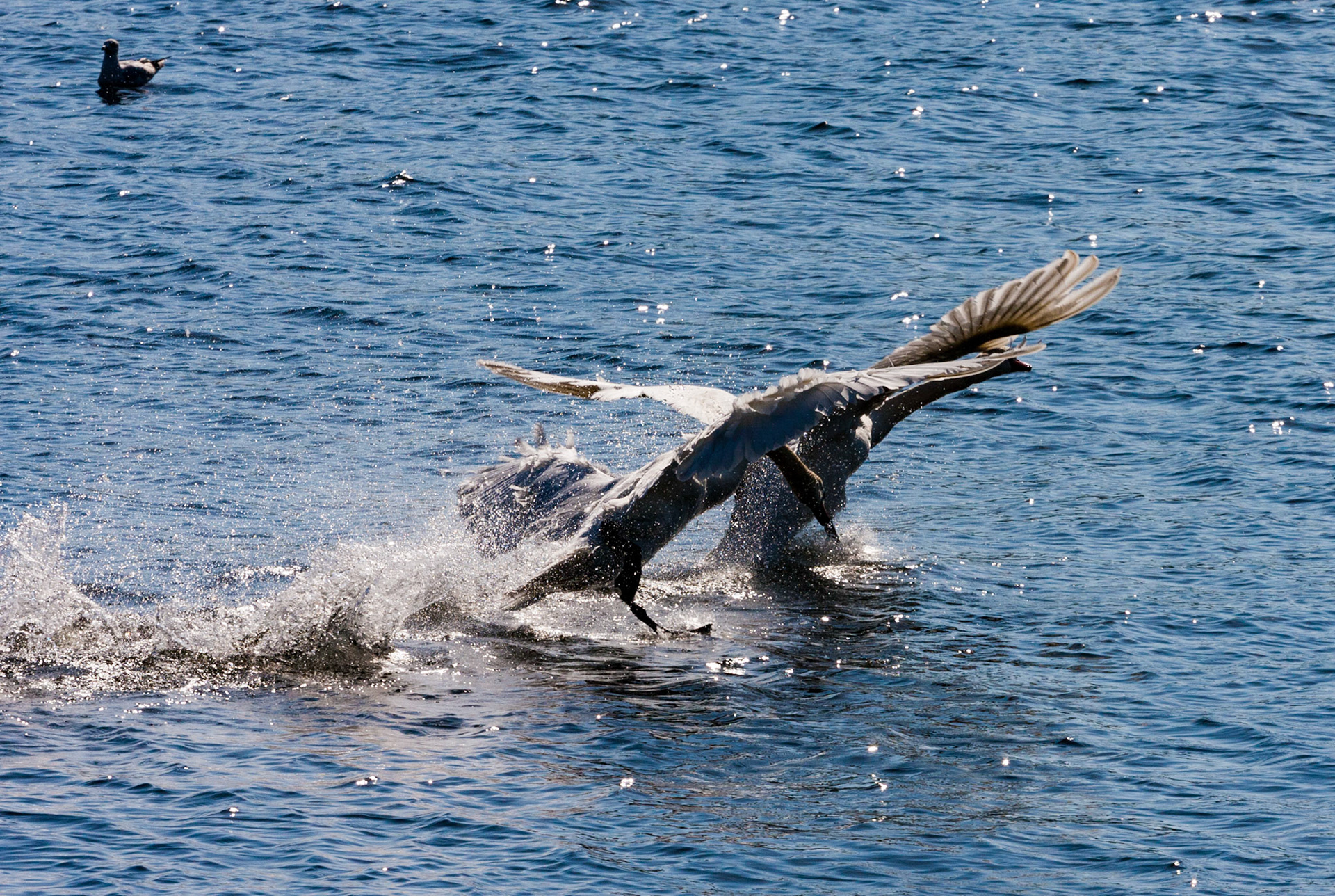 Love &amp; Aggression - Mute Swans showing differing aspects of their personality. Please see my other Photographs at: www.jamespdeans.co.uk