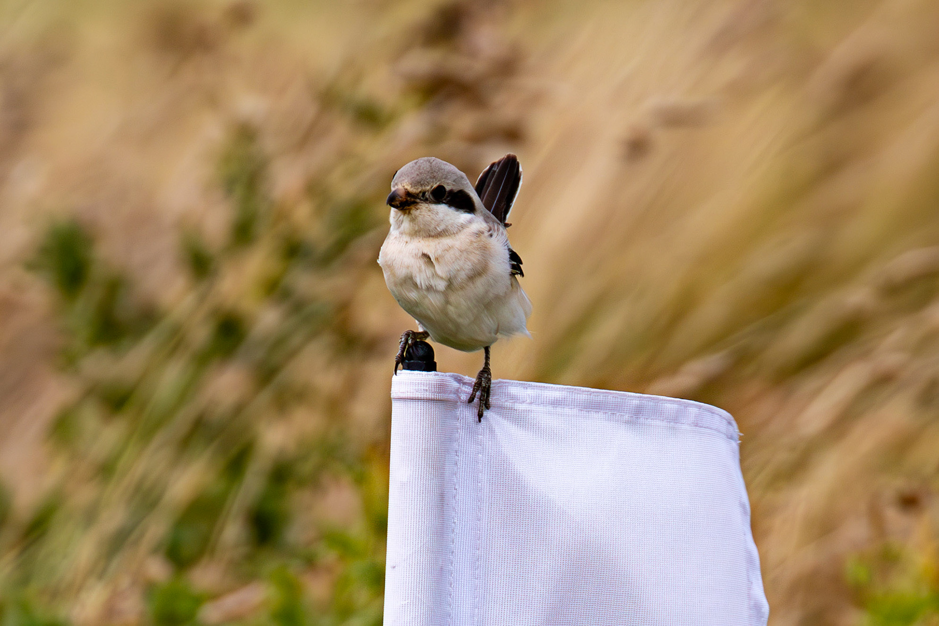 Steppe Grey Shrike in Dunbar 14 Sept 2024